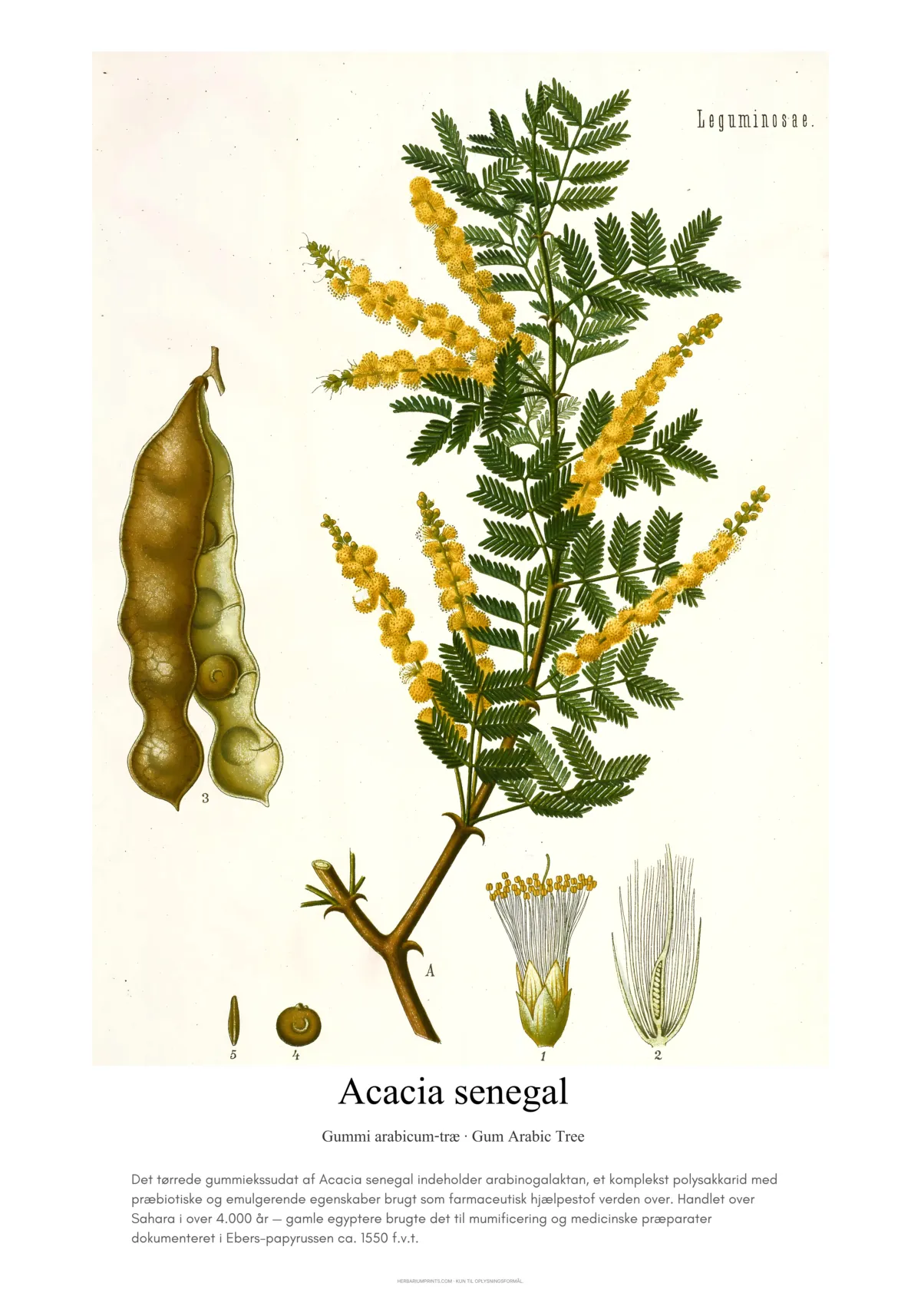 Acacia senegal