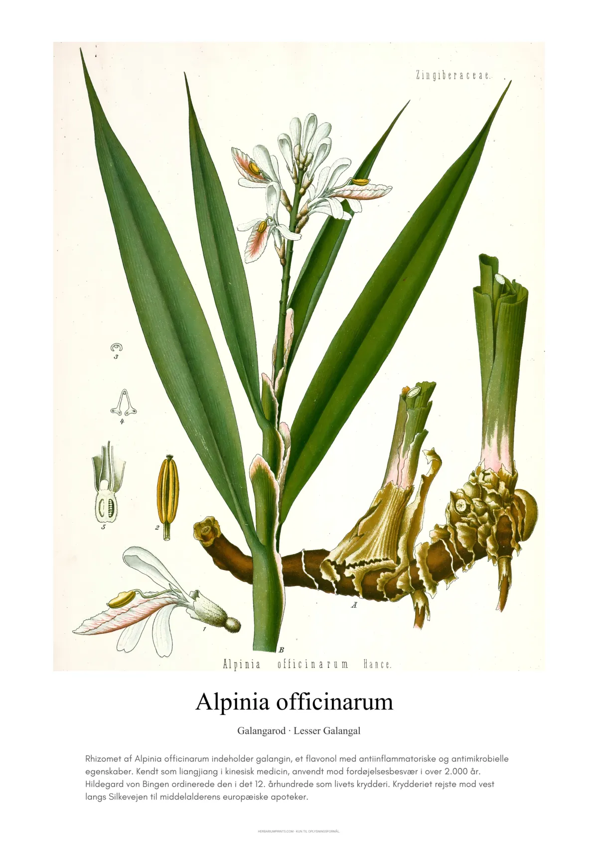 Alpinia officinarum