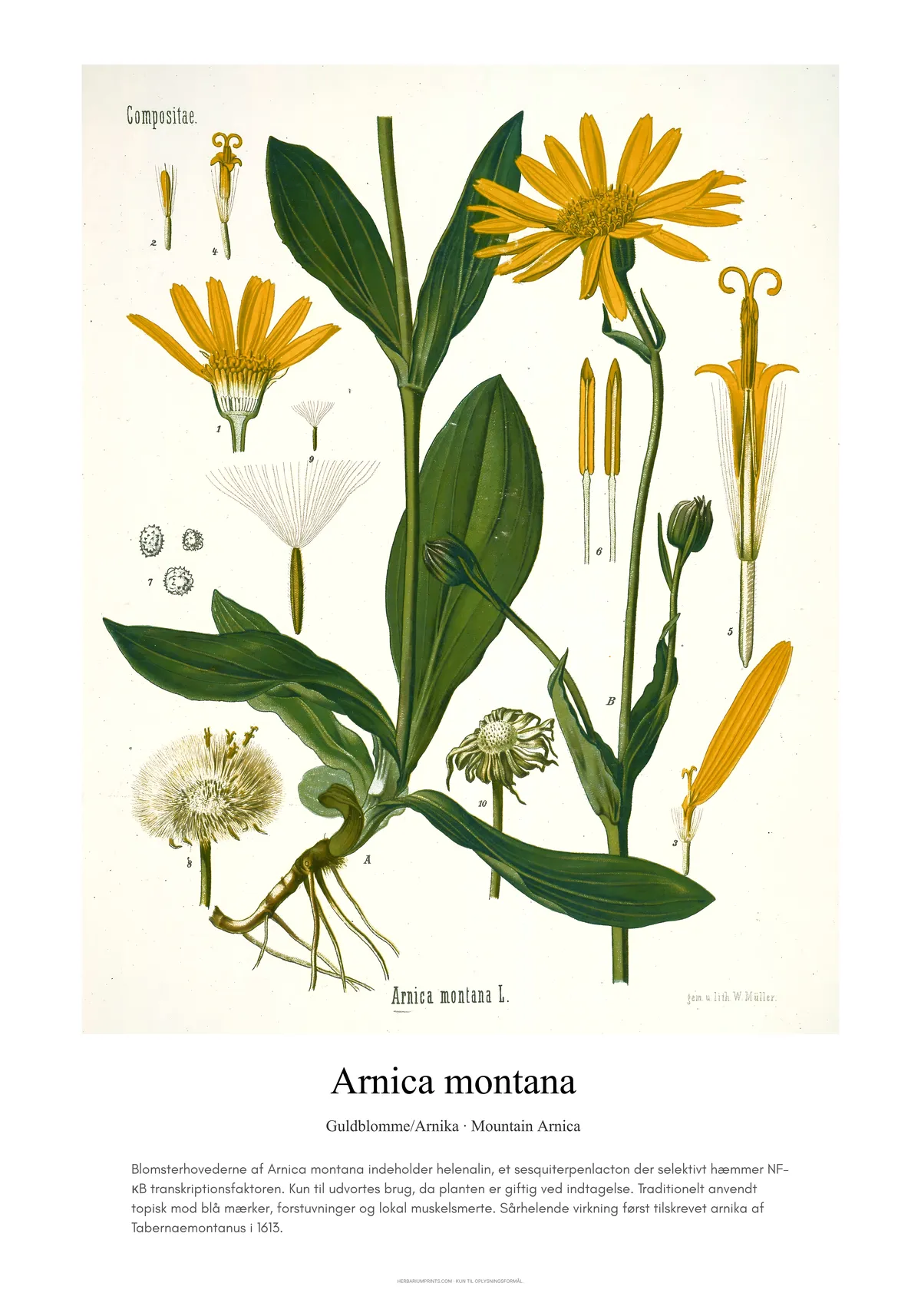 Arnica montana