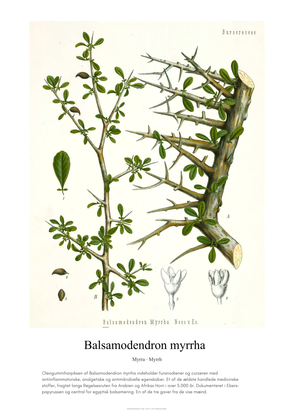 Balsamodendron myrrha