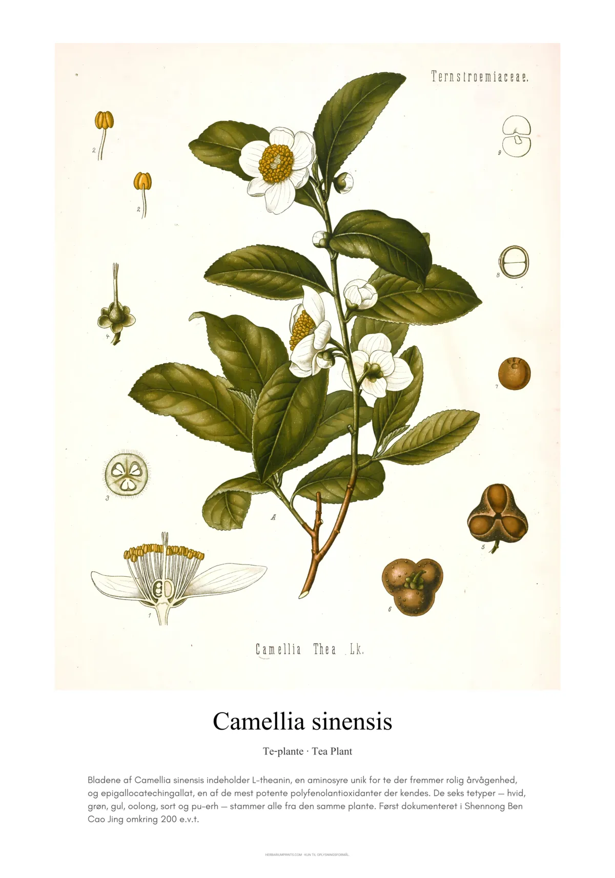 Camellia sinensis