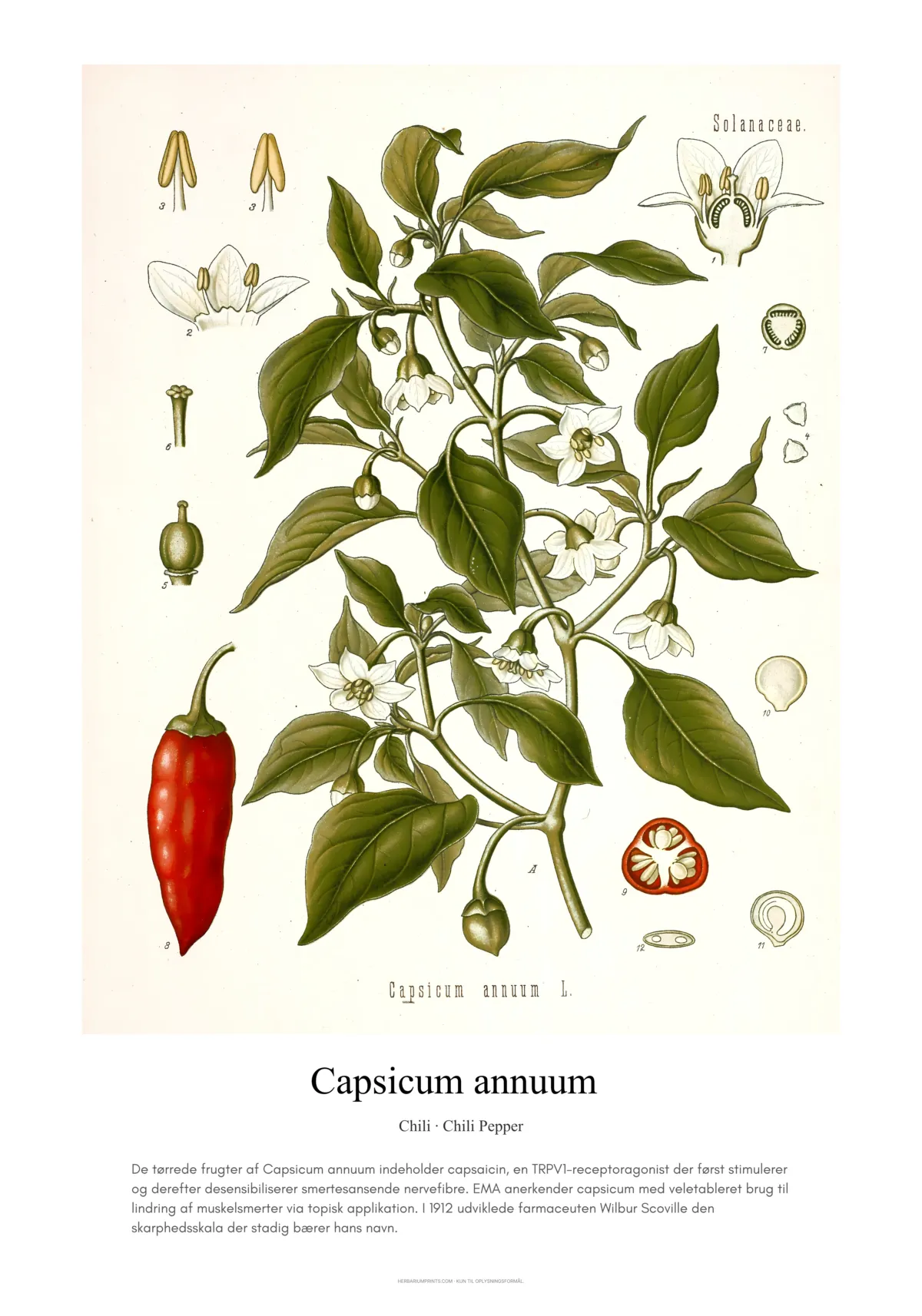 Capsicum annuum