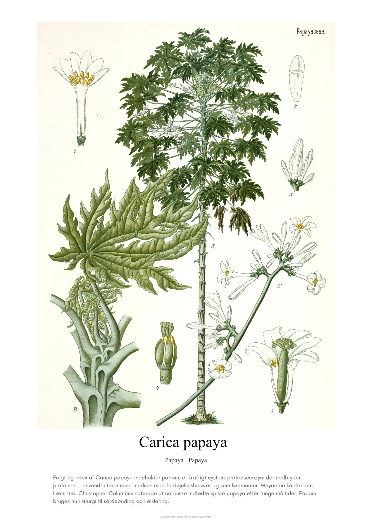 Carica papaya