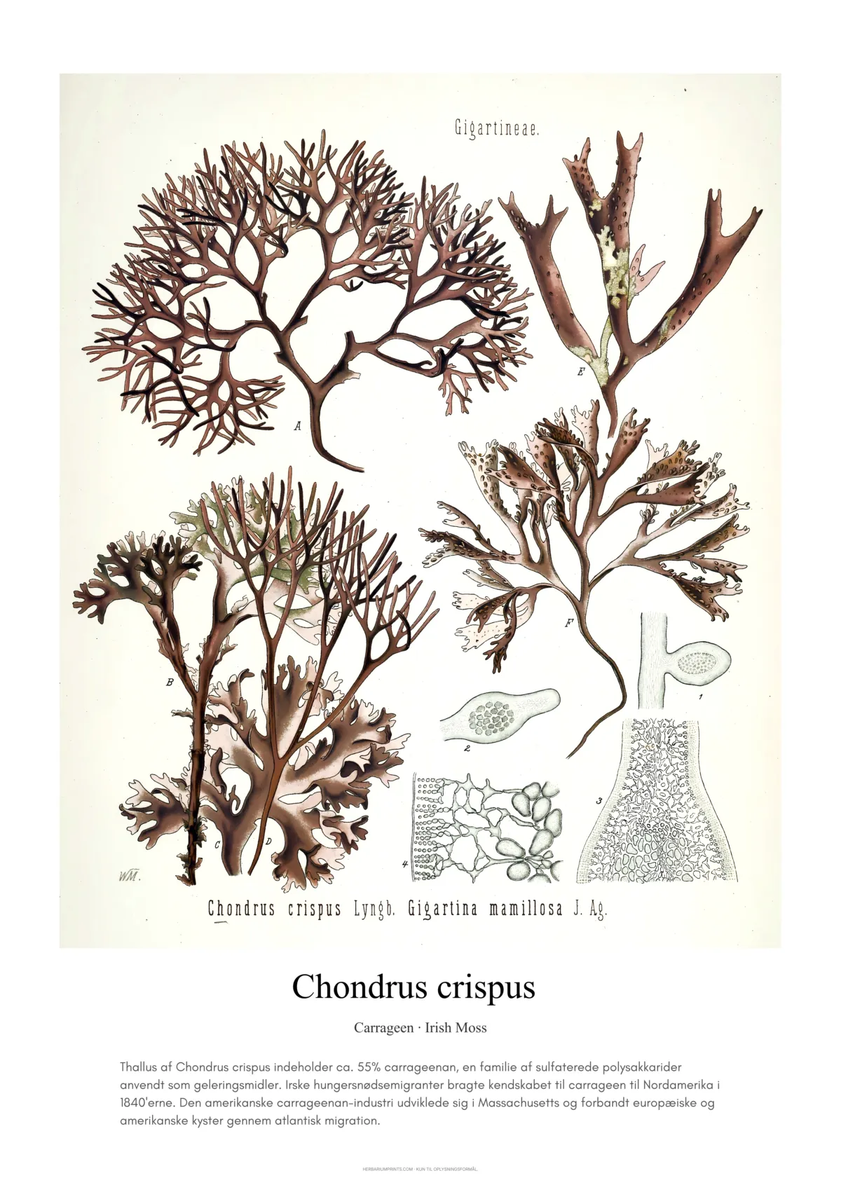 Chondrus crispus