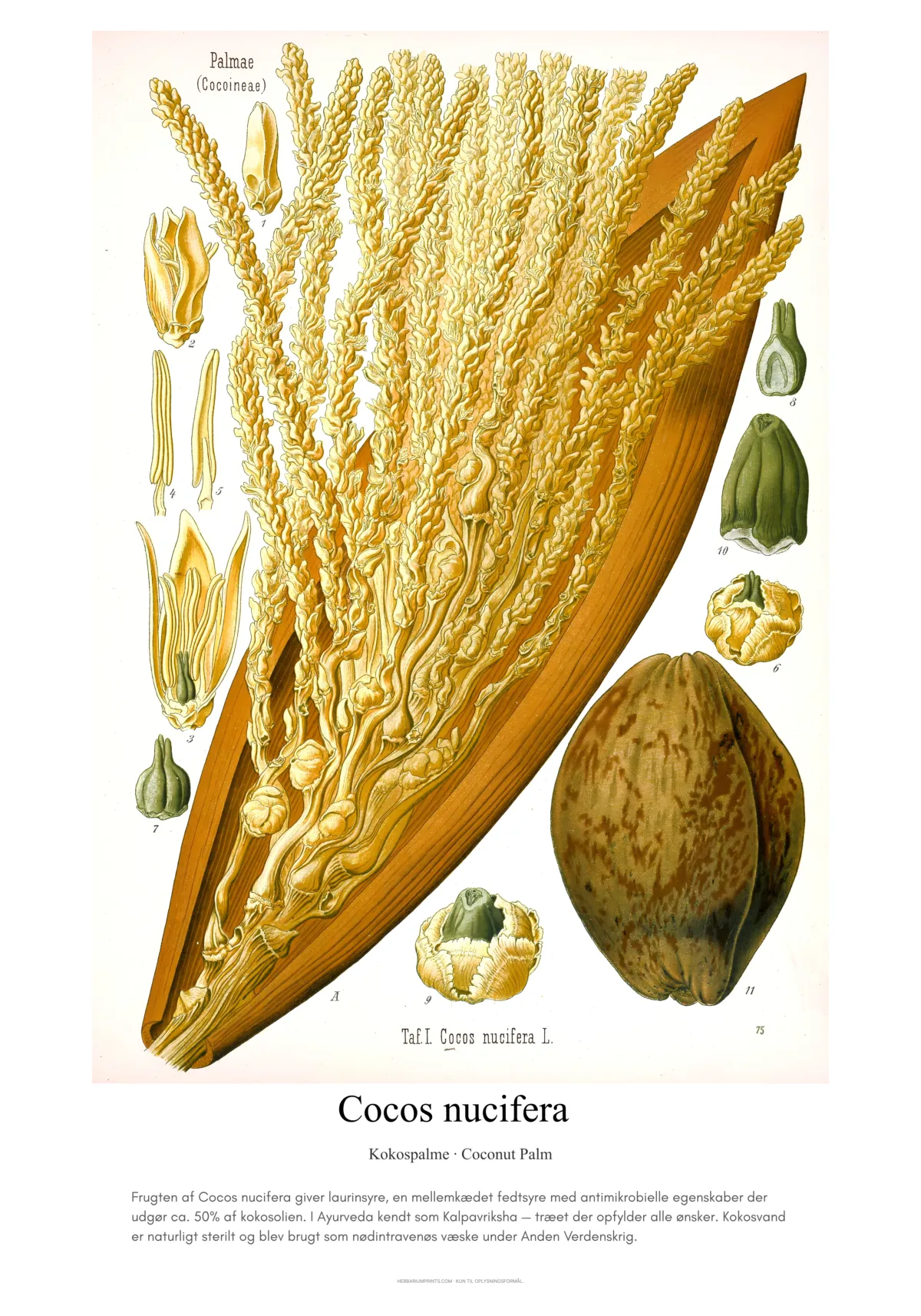Cocos nucifera
