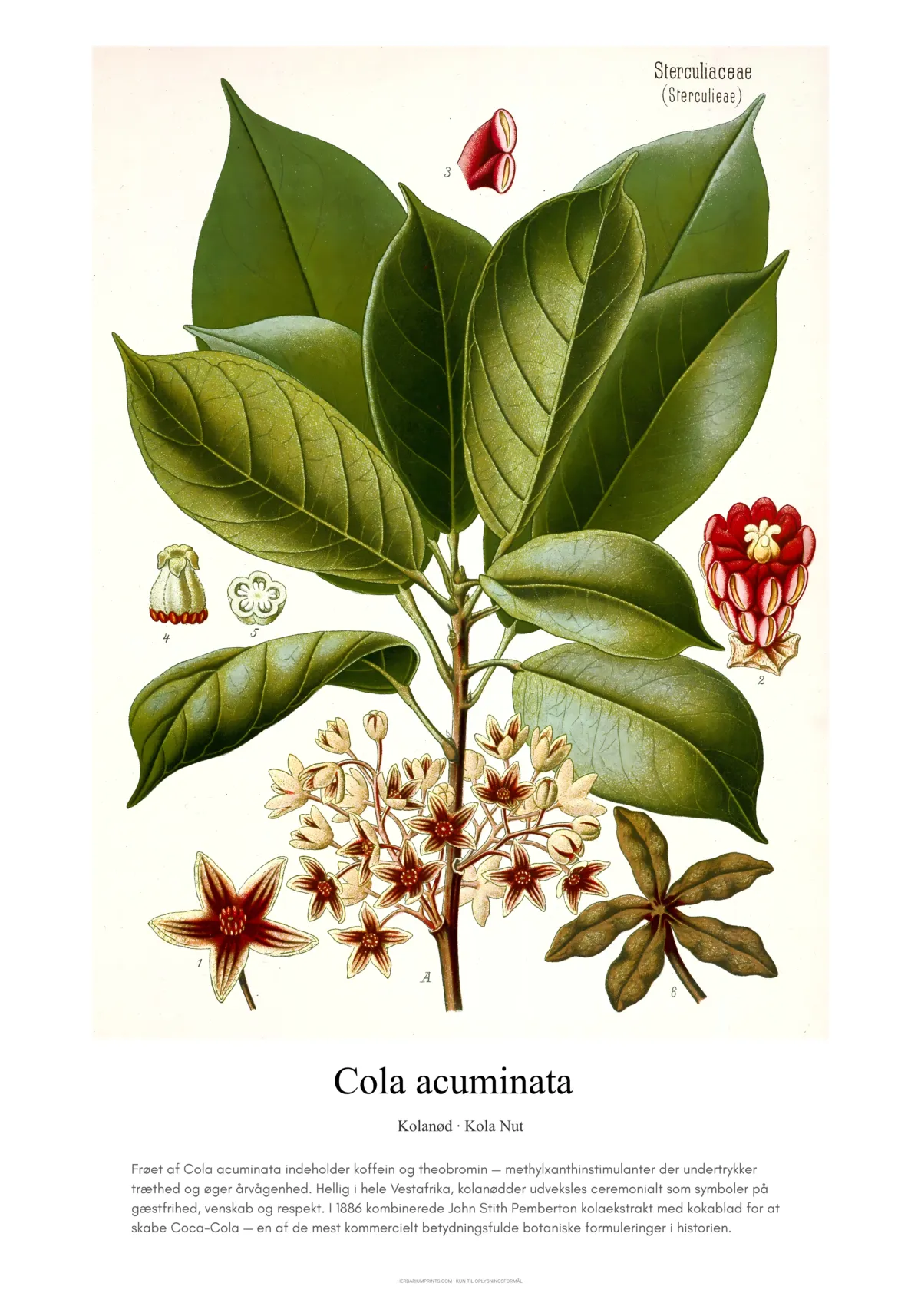 Cola acuminata