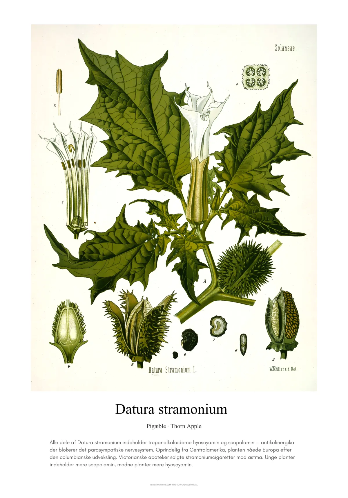 Datura stramonium