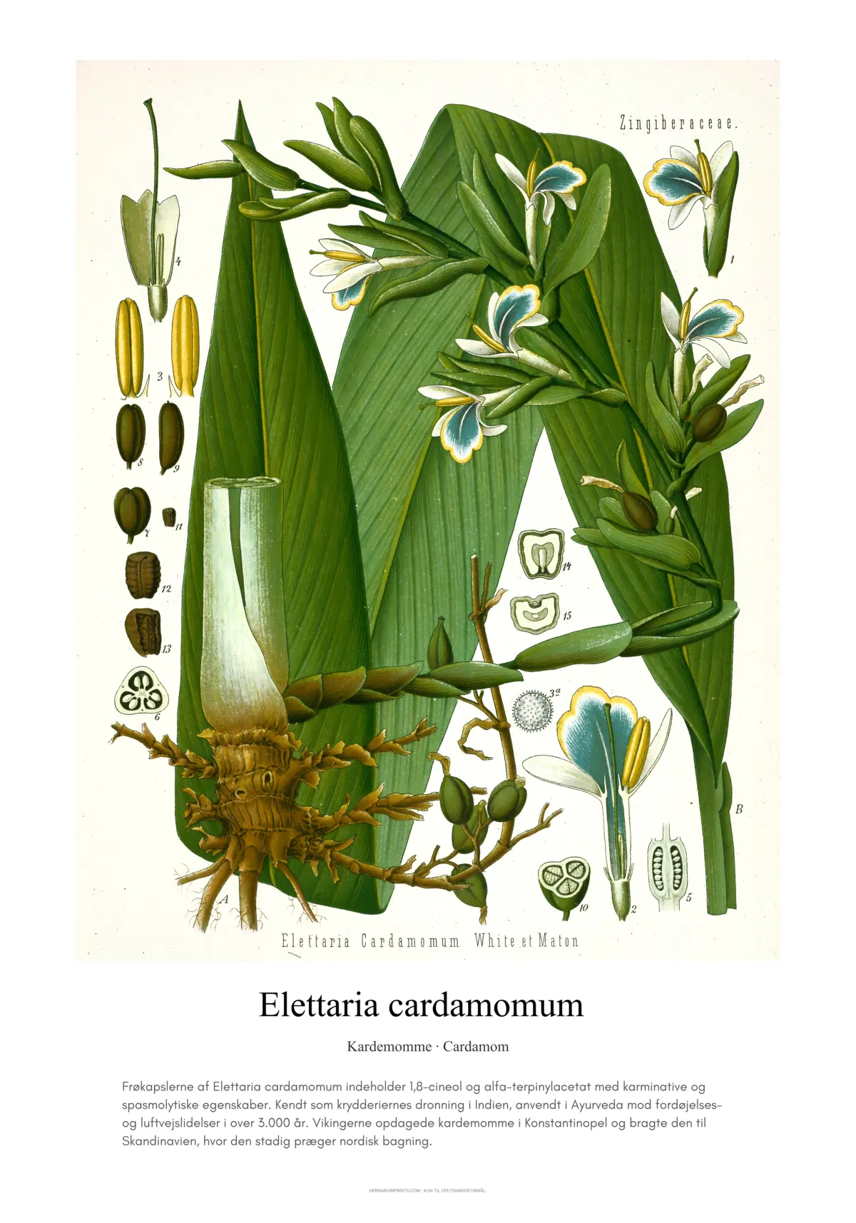 Elettaria cardamomum