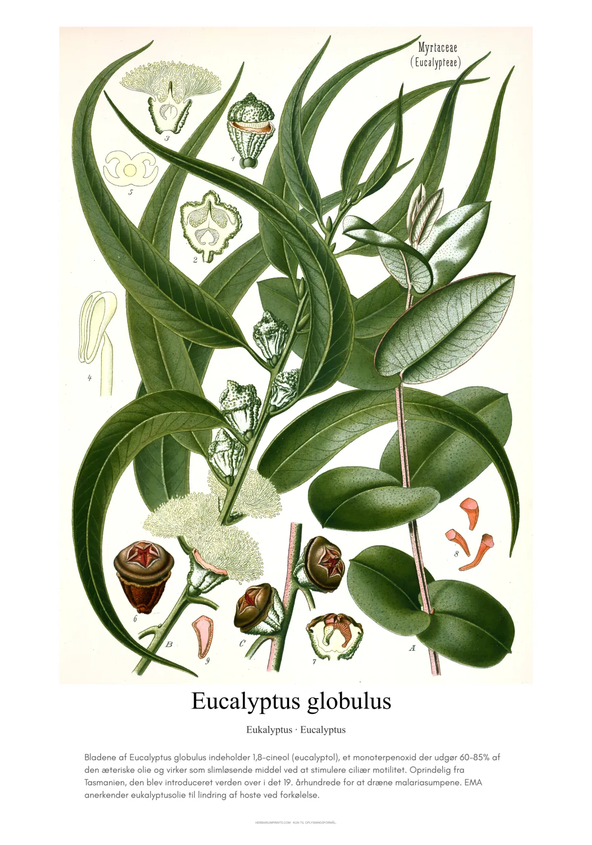 Eucalyptus globulus