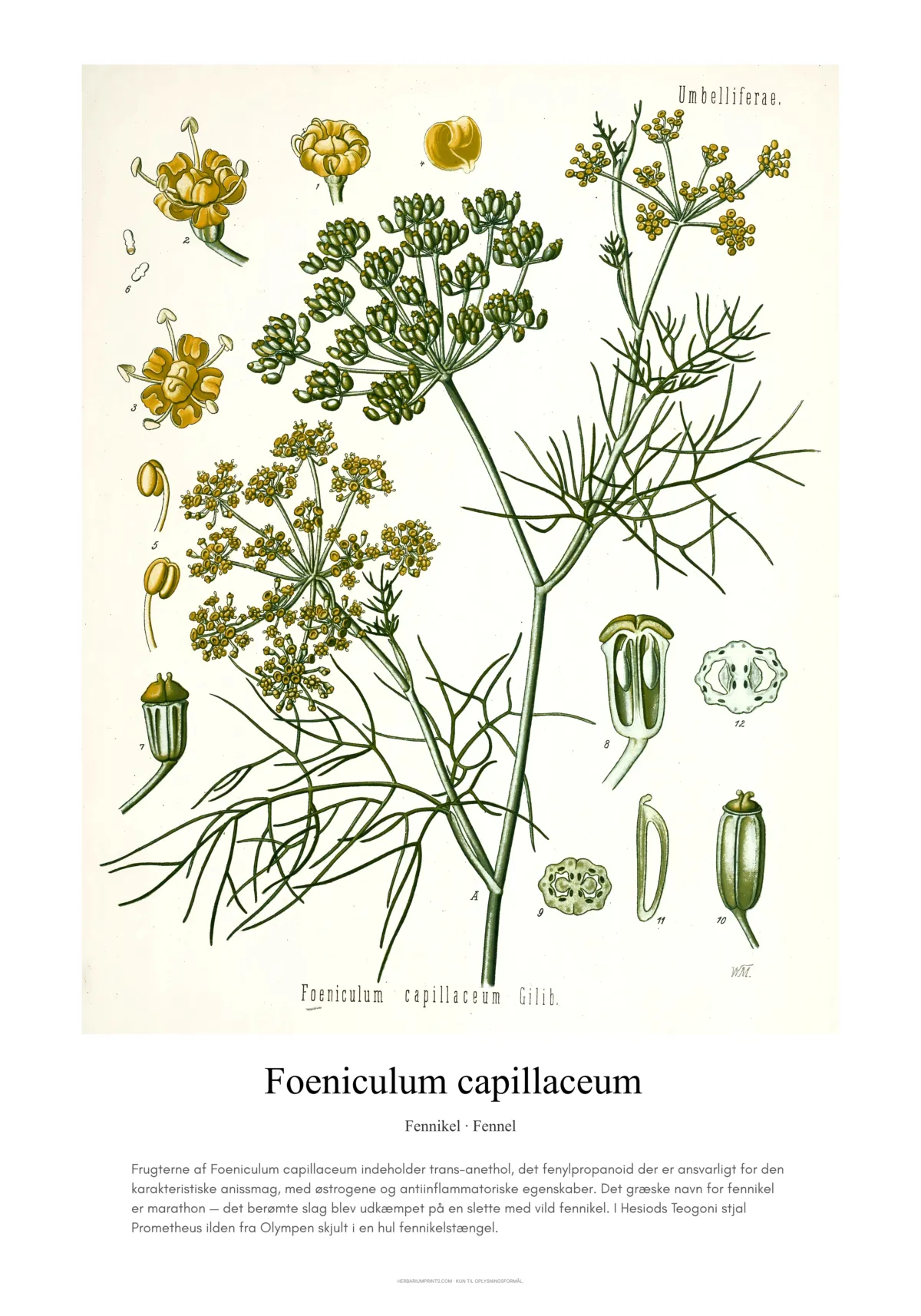 Foeniculum capillaceum