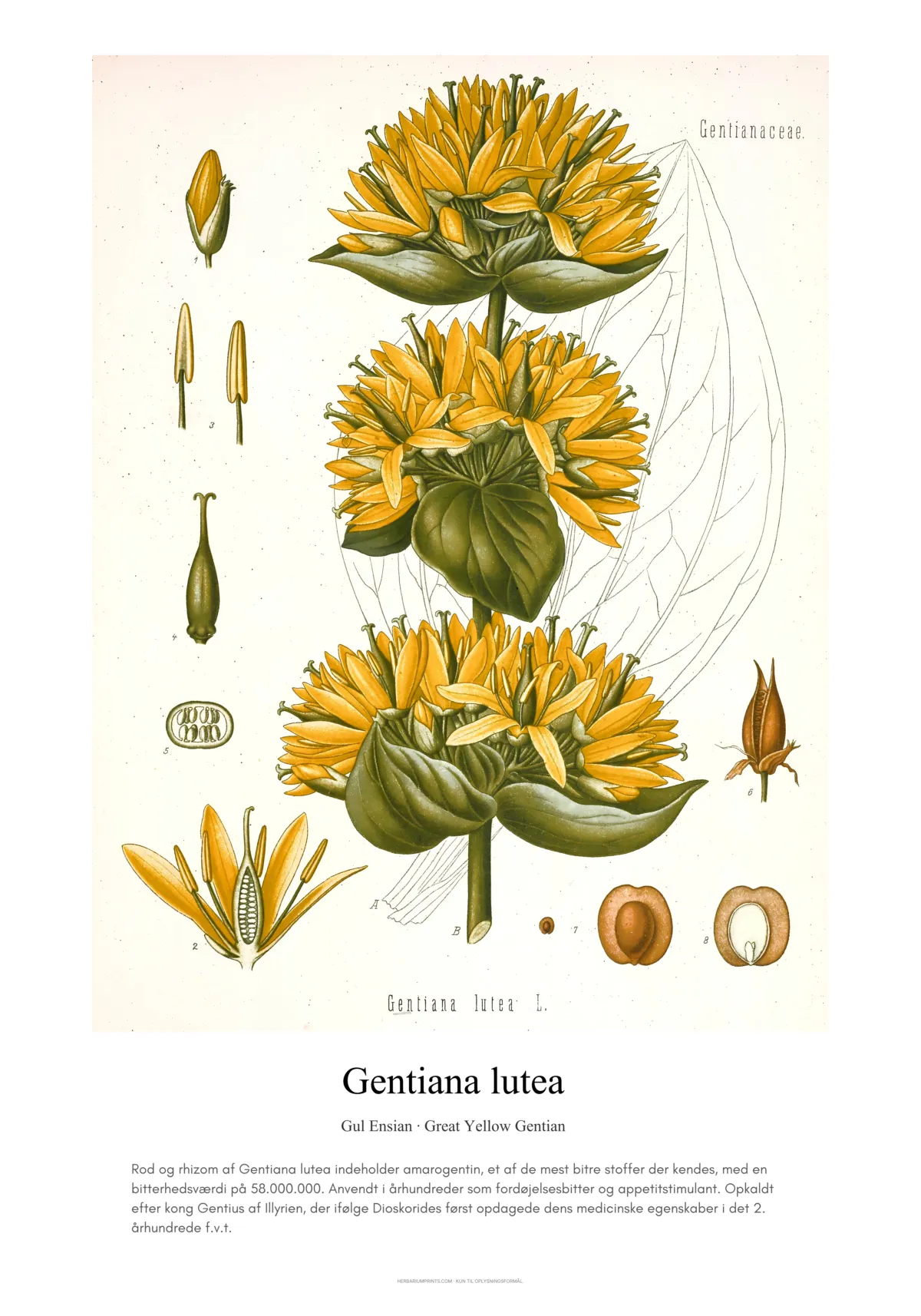 Gentiana lutea