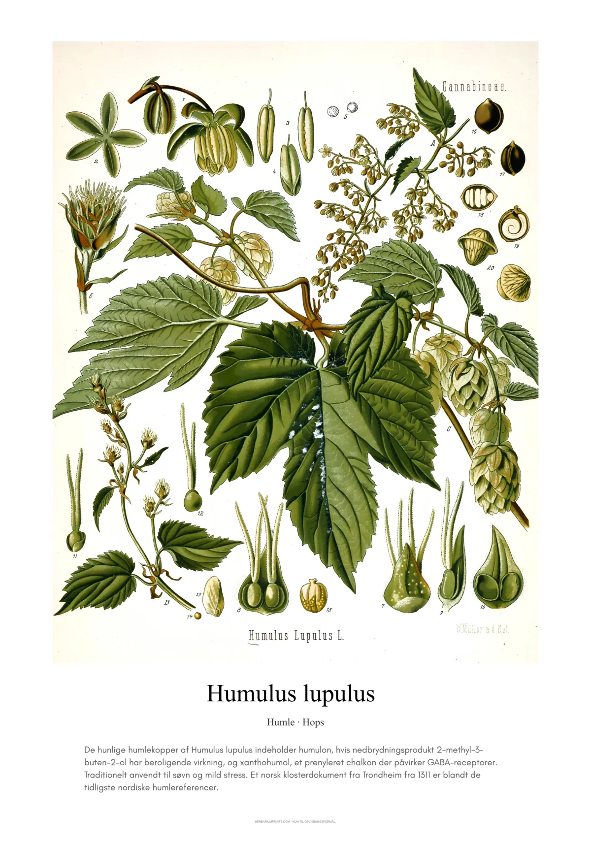 Humulus lupulus