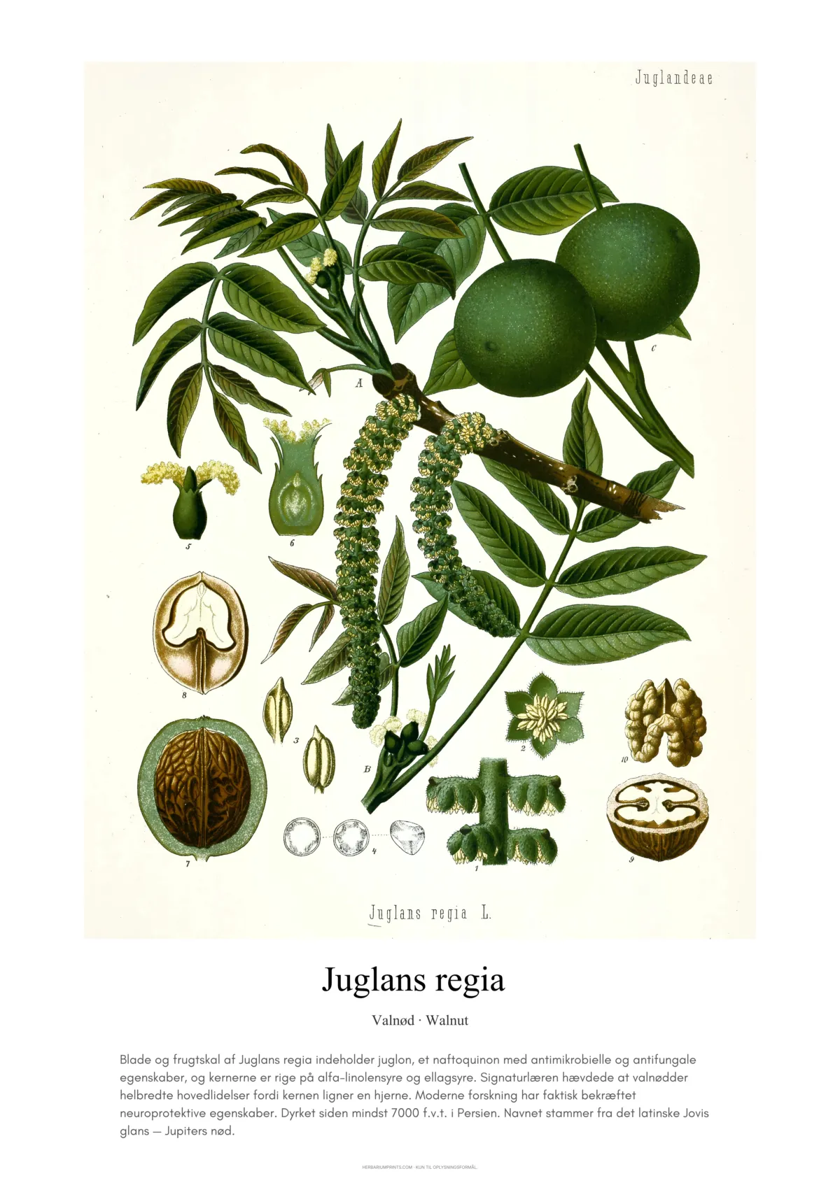 Juglans regia