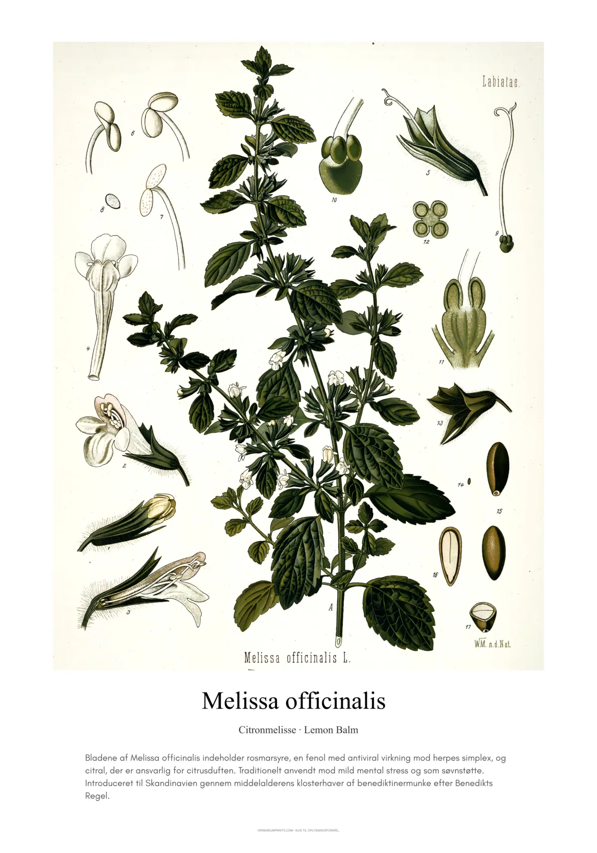 Melissa officinalis