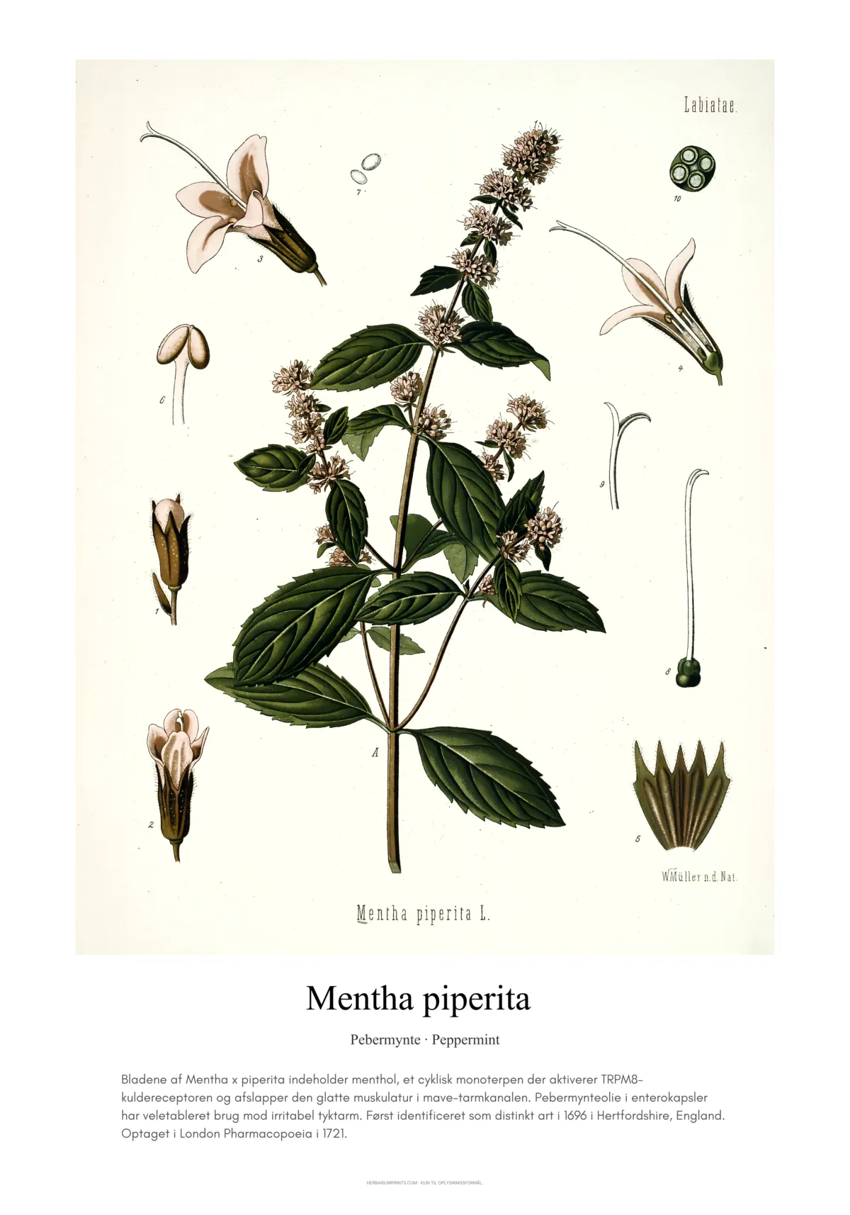 Mentha piperita