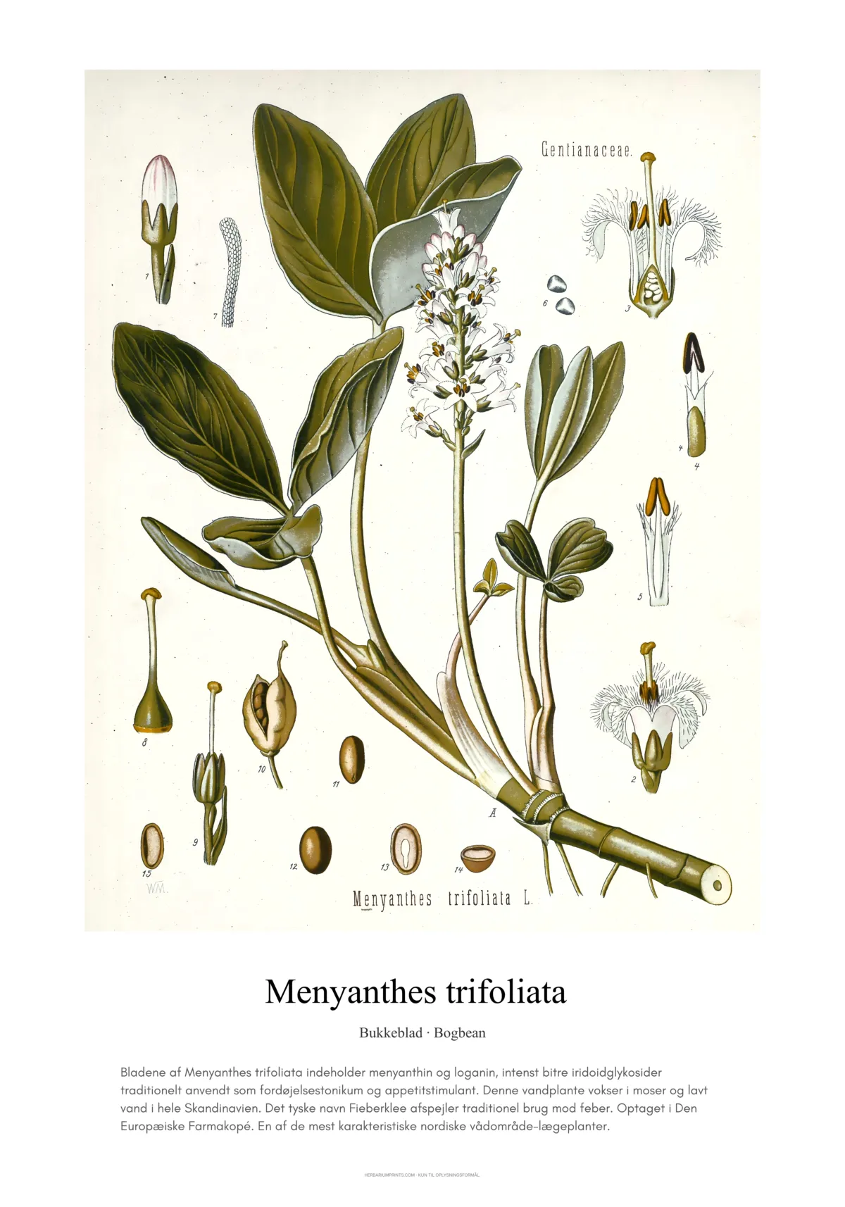 Menyanthes trifoliata