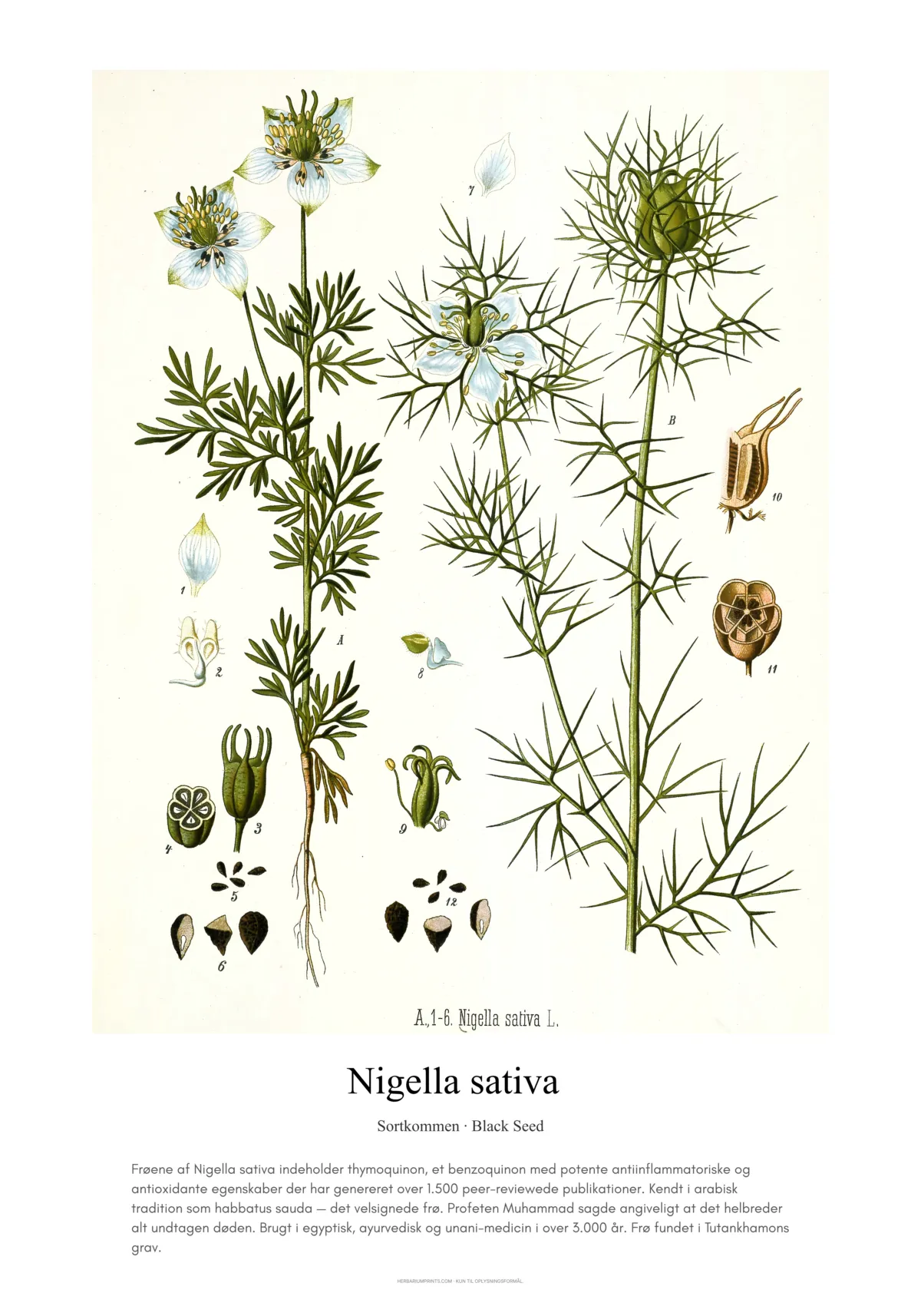 Nigella sativa