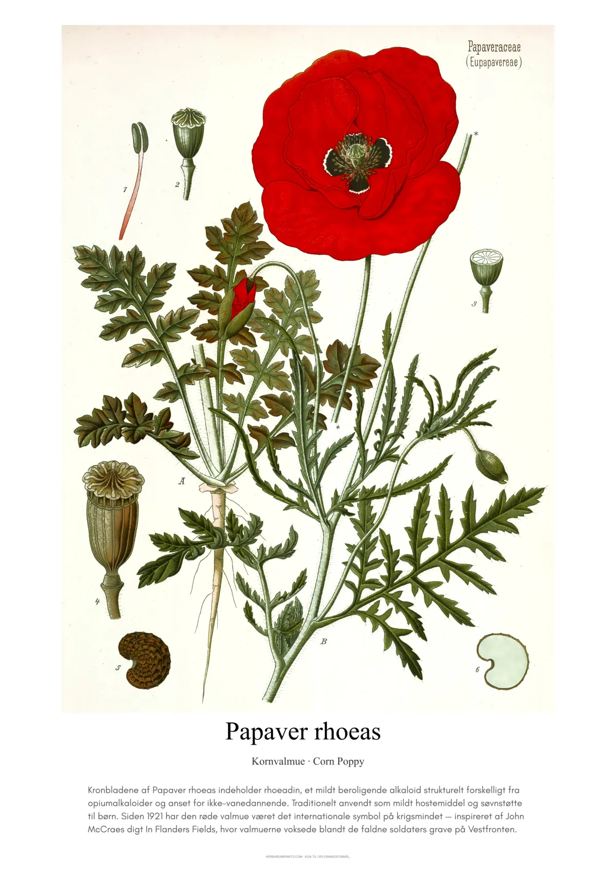 Papaver rhoeas