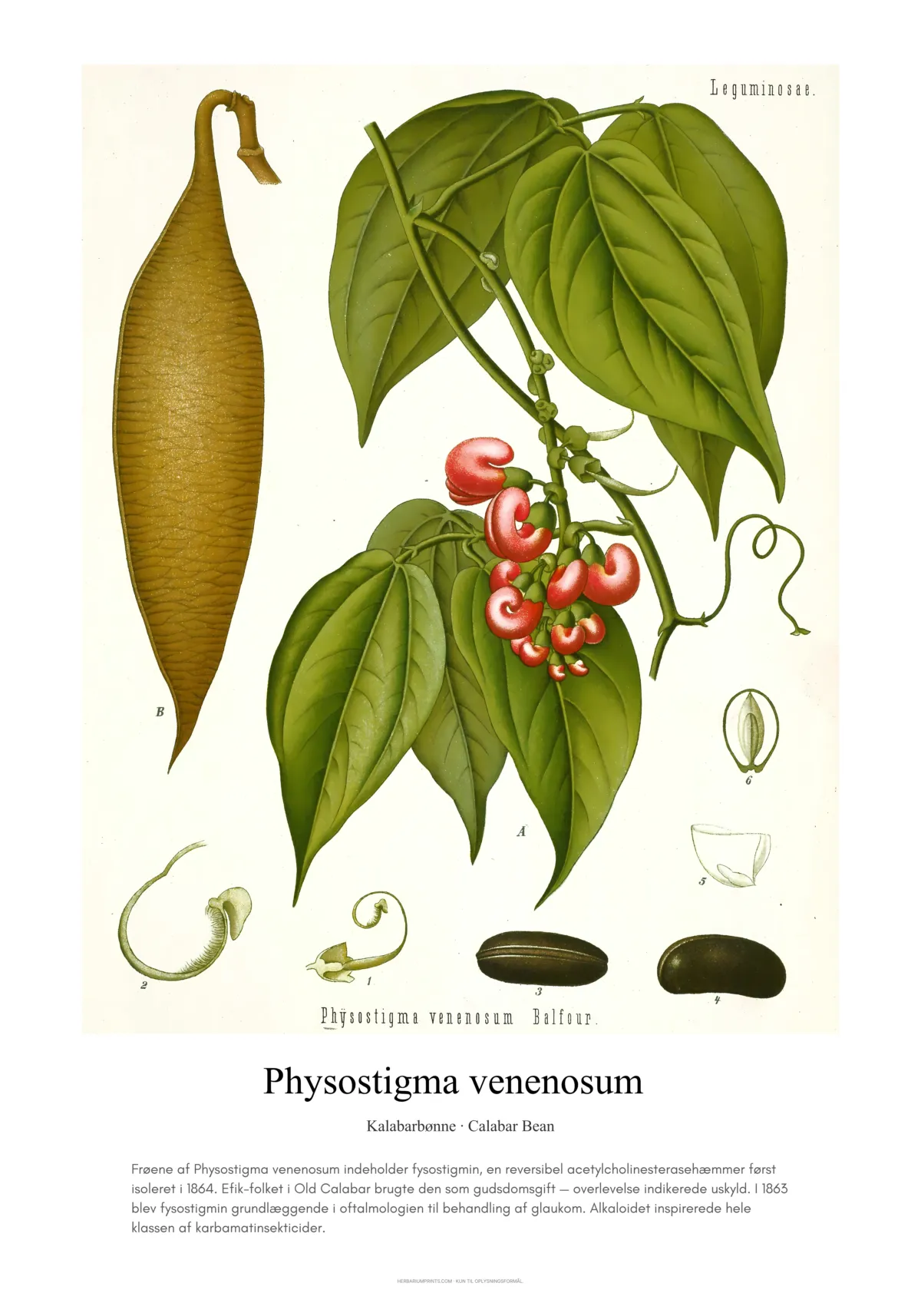 Physostigma venenosum