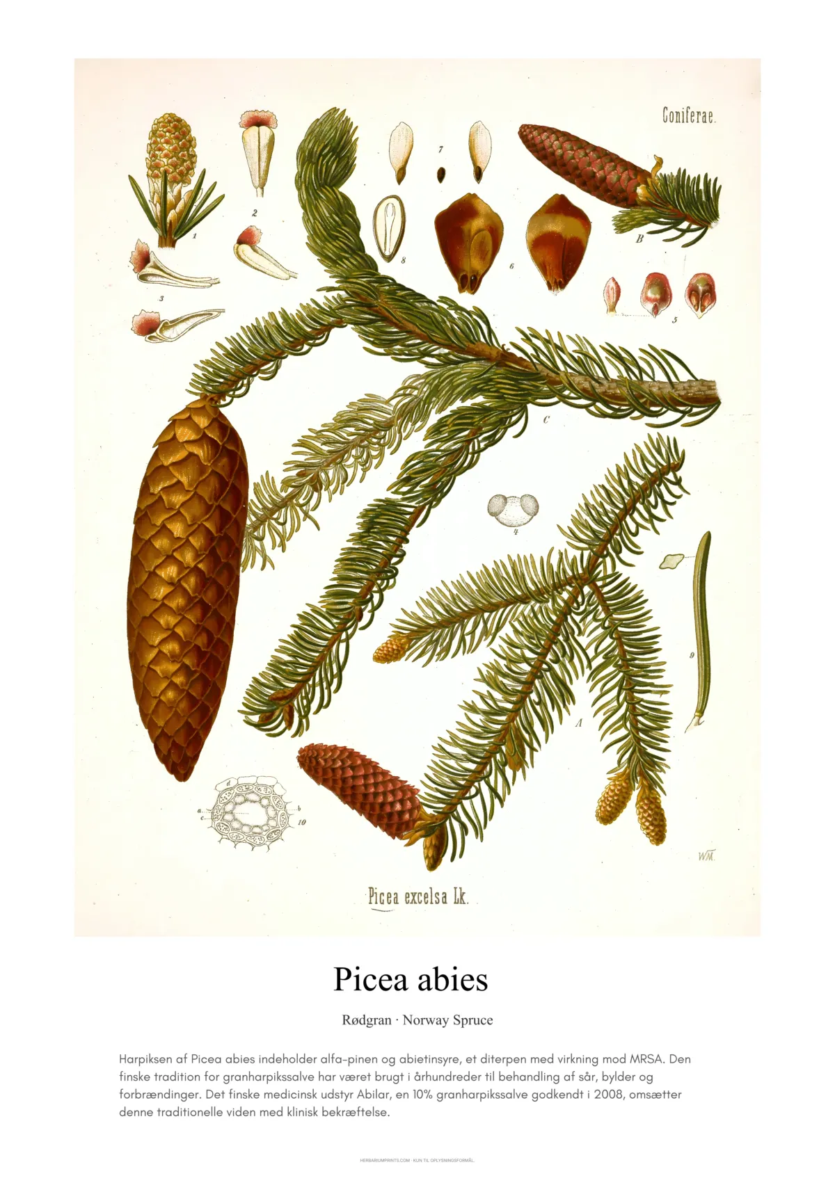 Picea abies