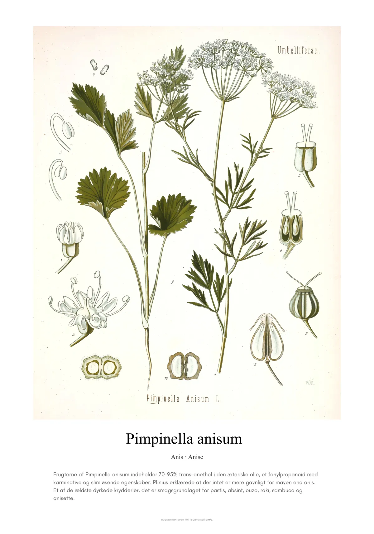 Pimpinella anisum