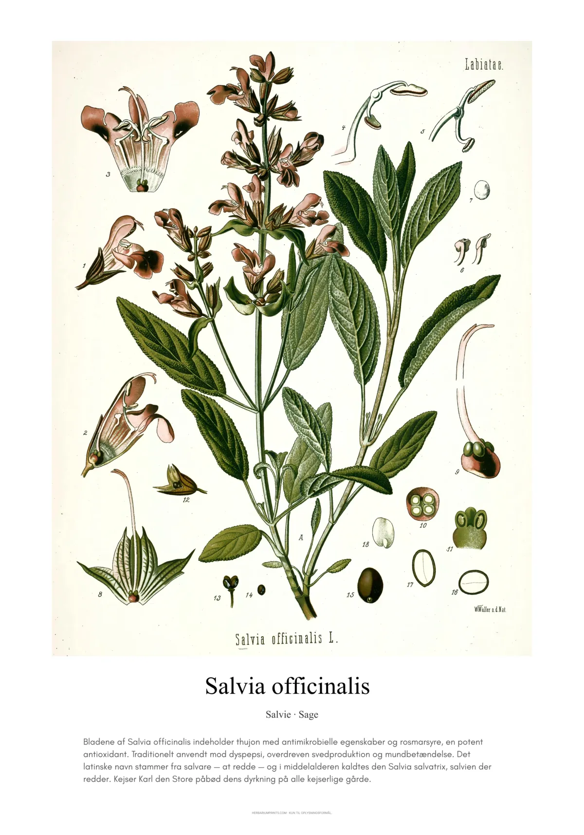 Salvia officinalis