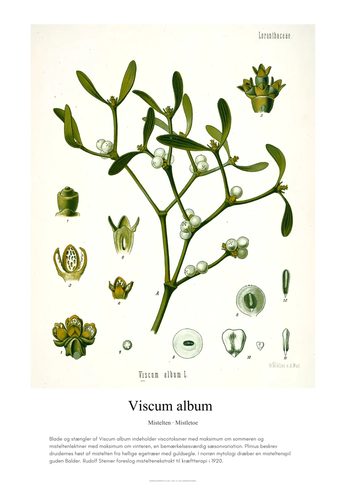 Viscum album