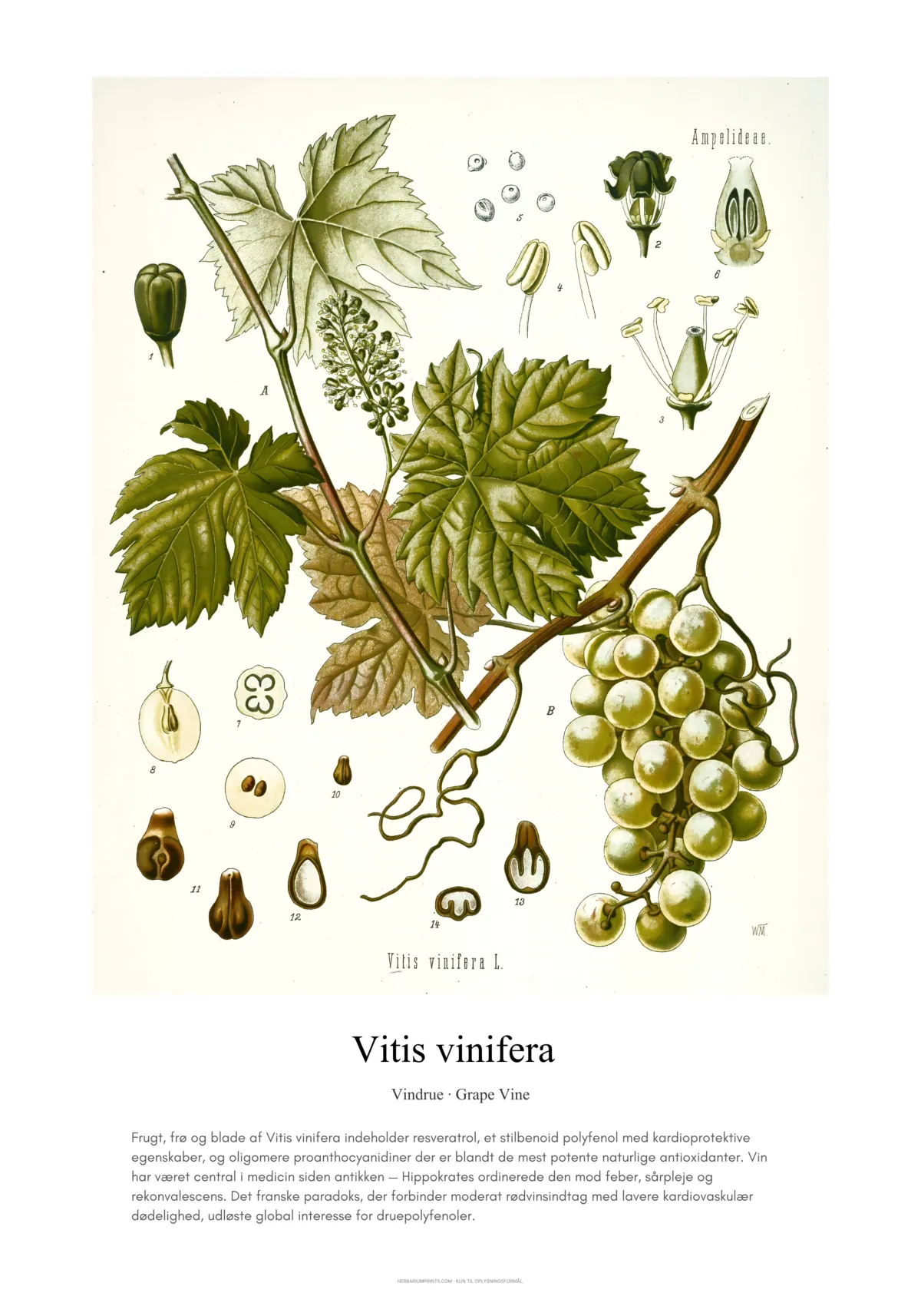 Vitis vinifera