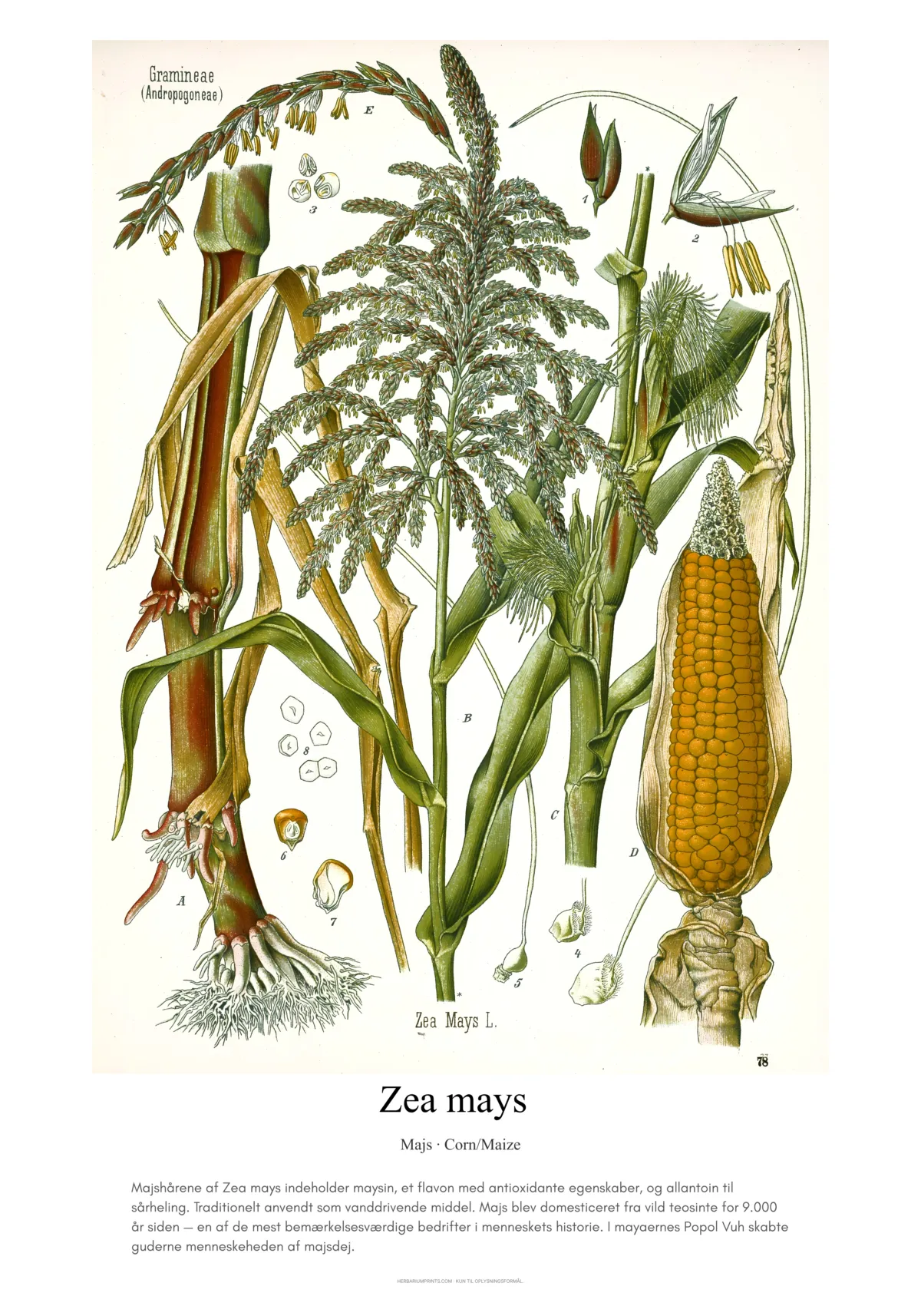 Zea mays