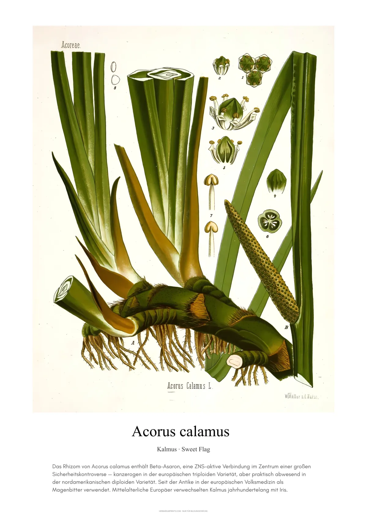 Acorus calamus