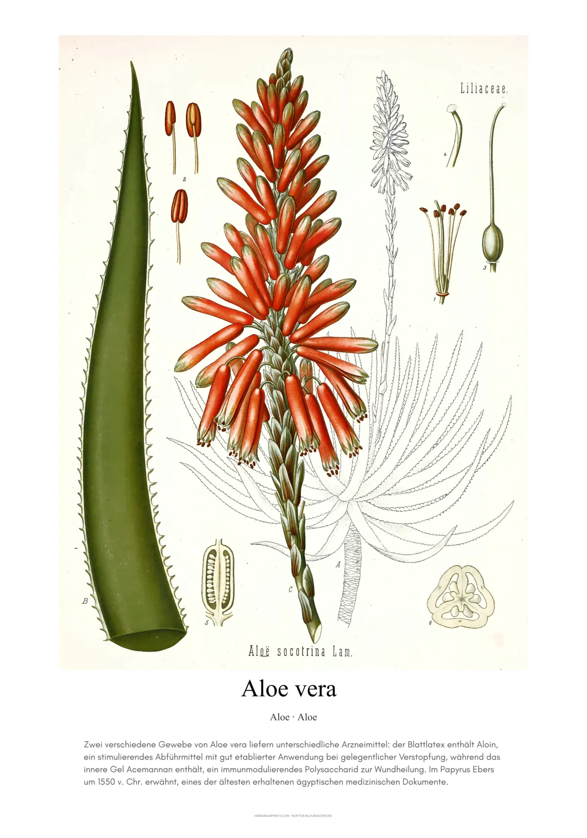 Aloe vera