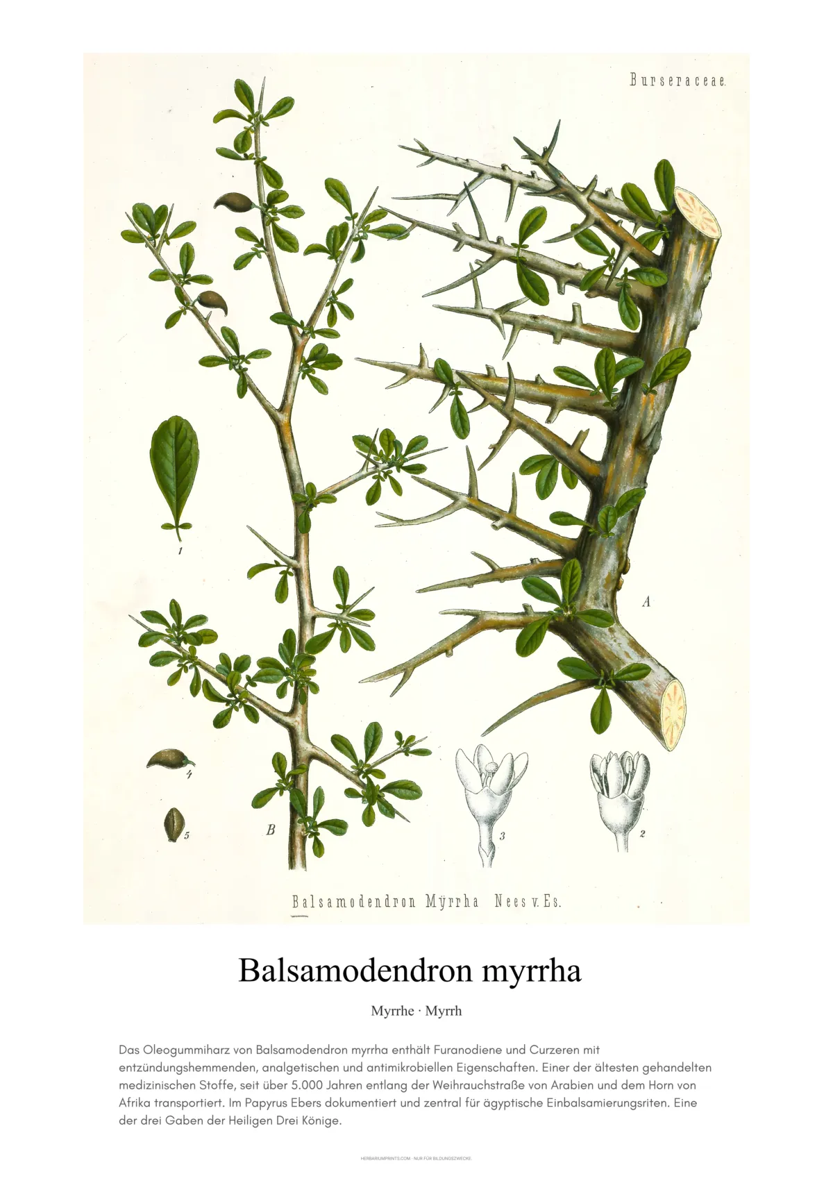 Balsamodendron myrrha