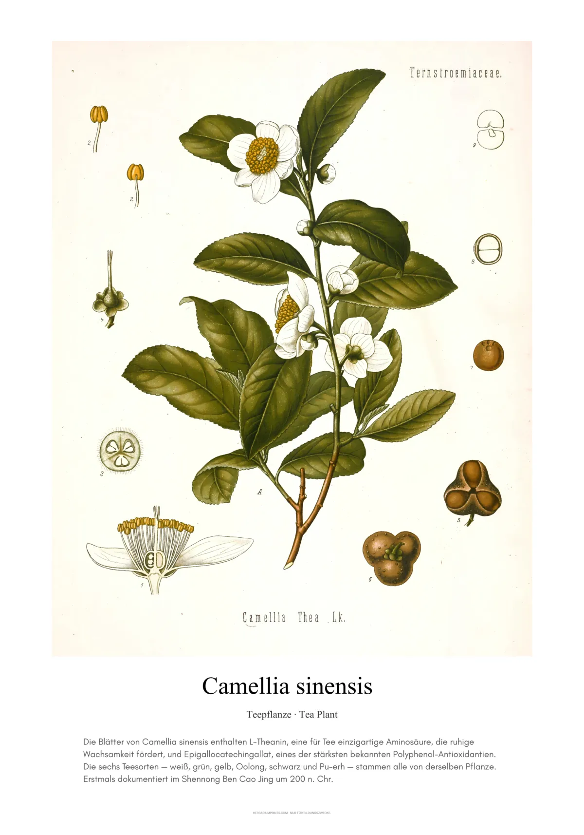 Camellia sinensis