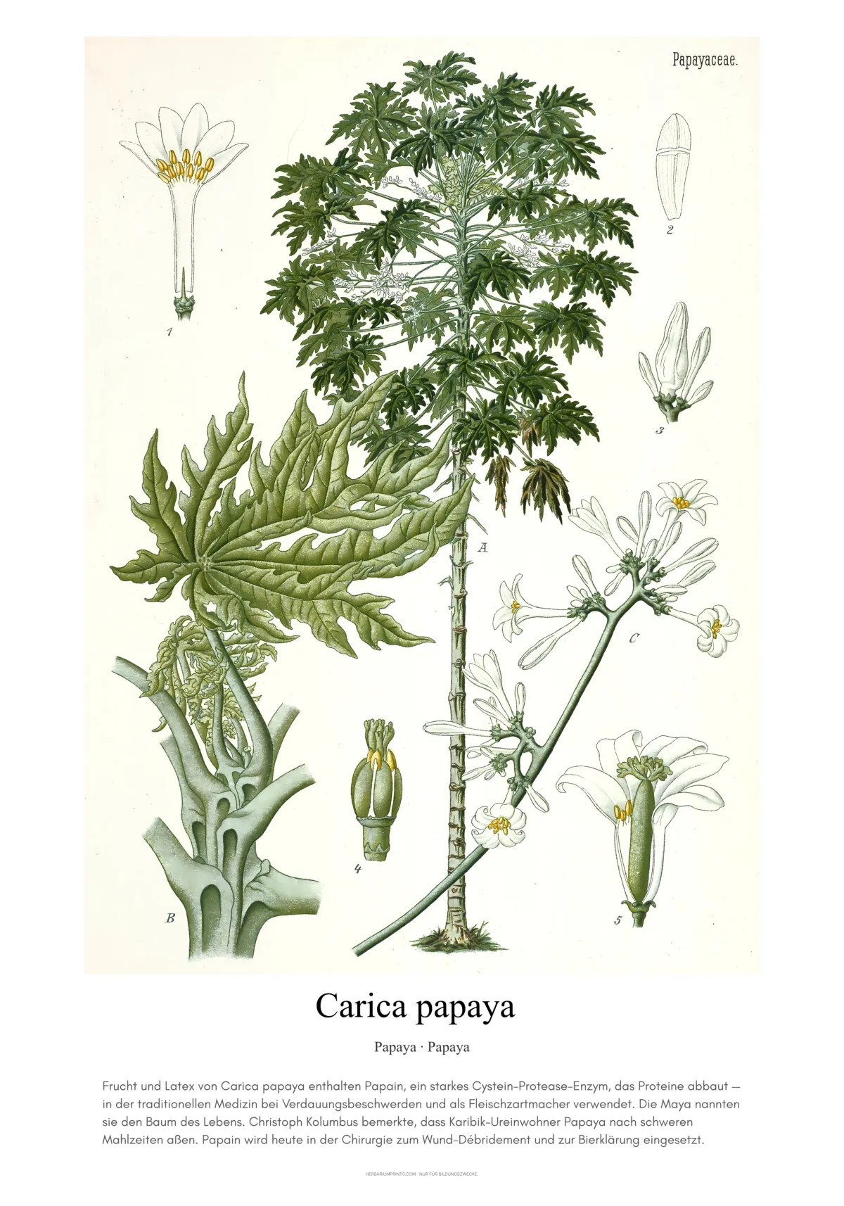Carica papaya