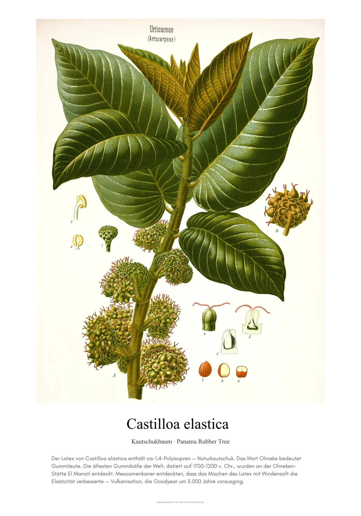 Castilloa elastica