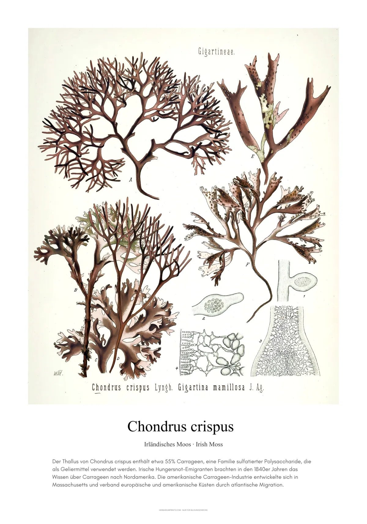 Chondrus crispus