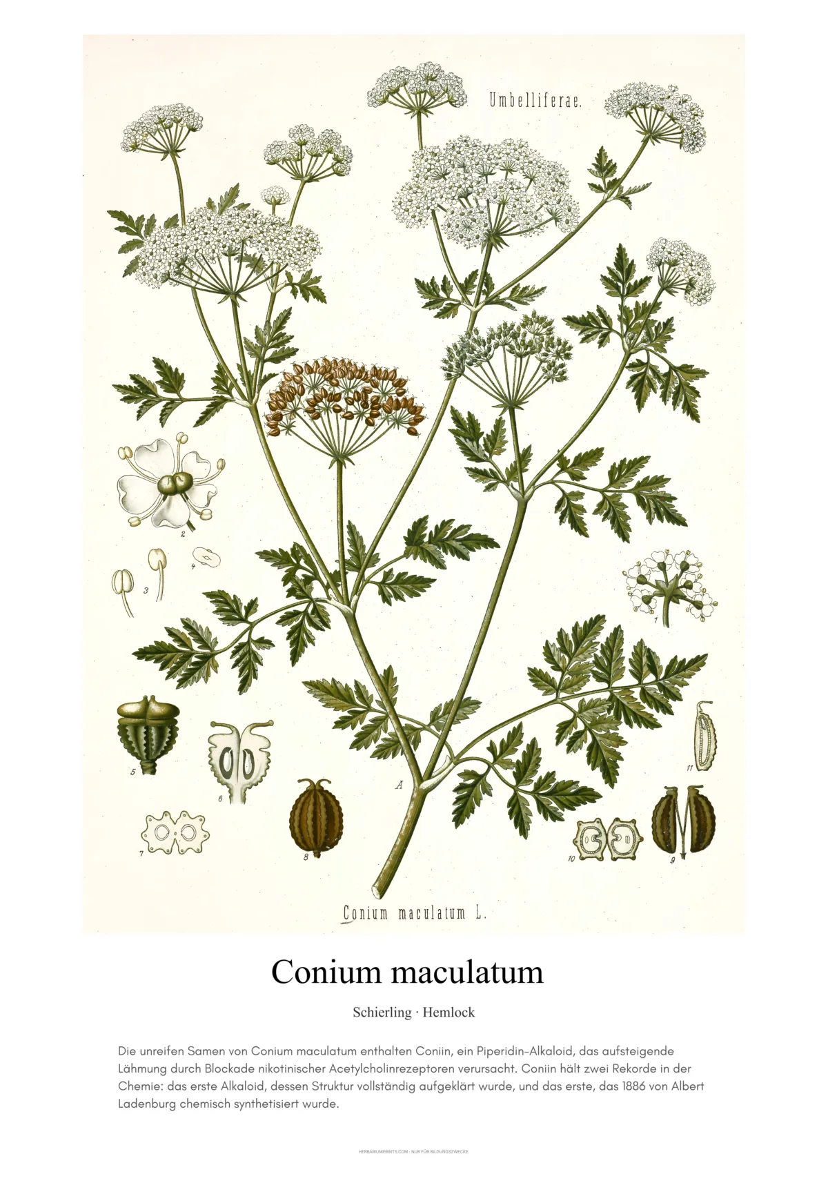 Conium maculatum