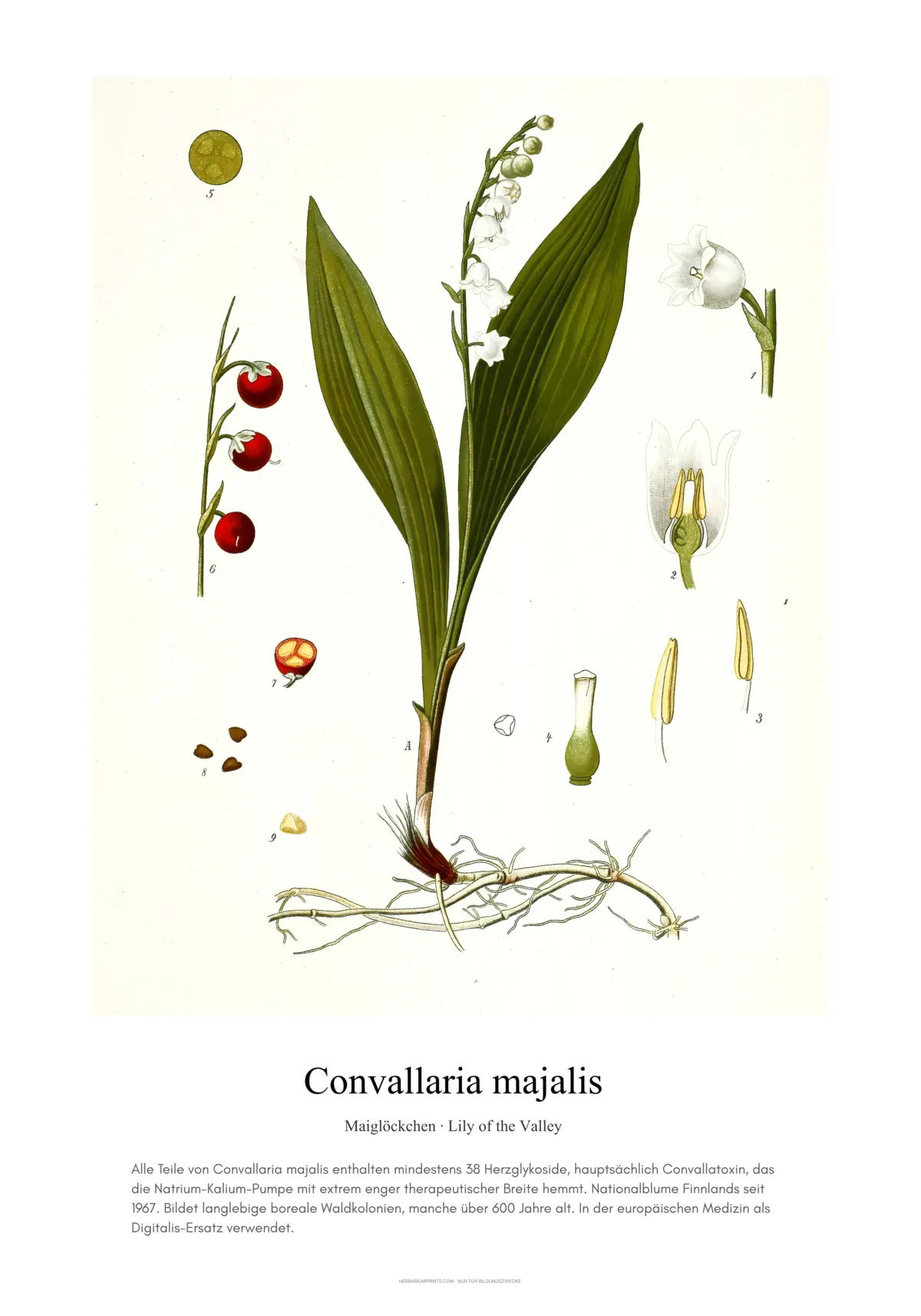 Convallaria majalis