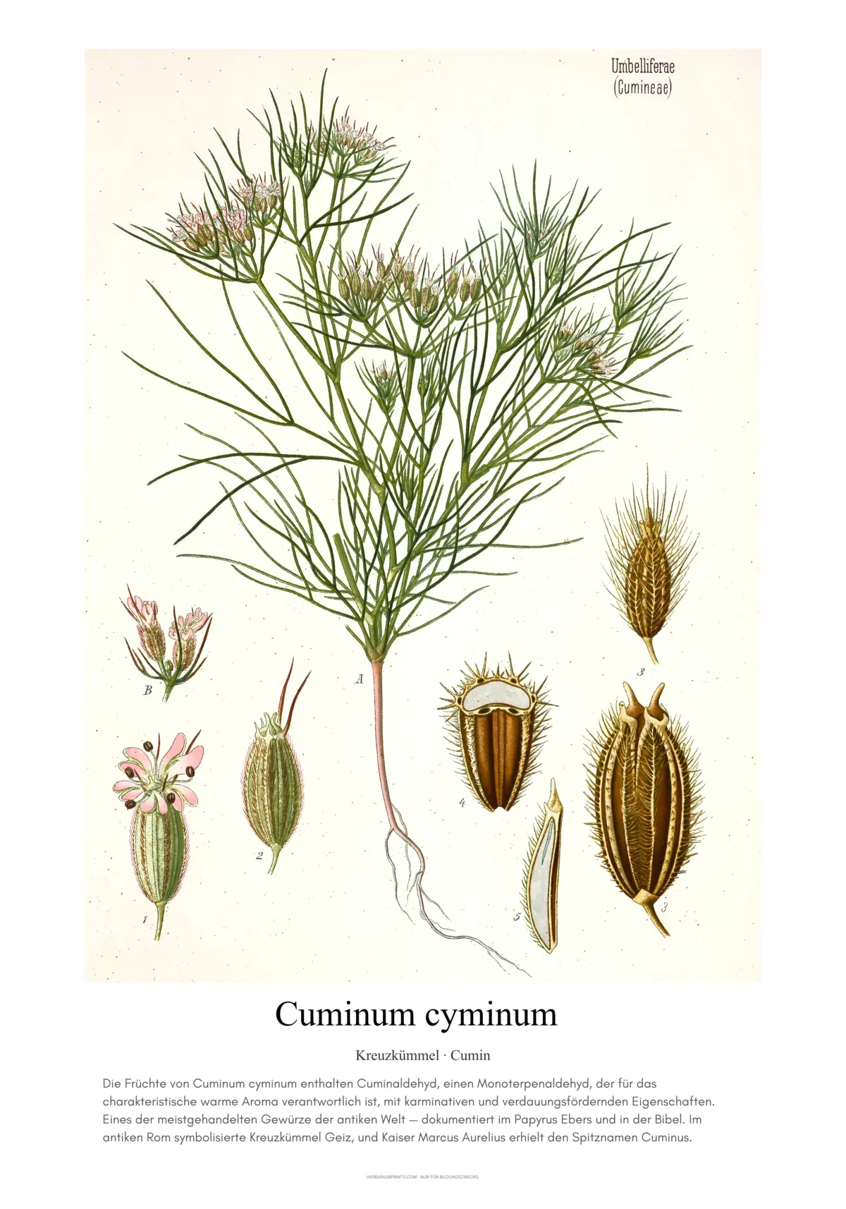Cuminum cyminum