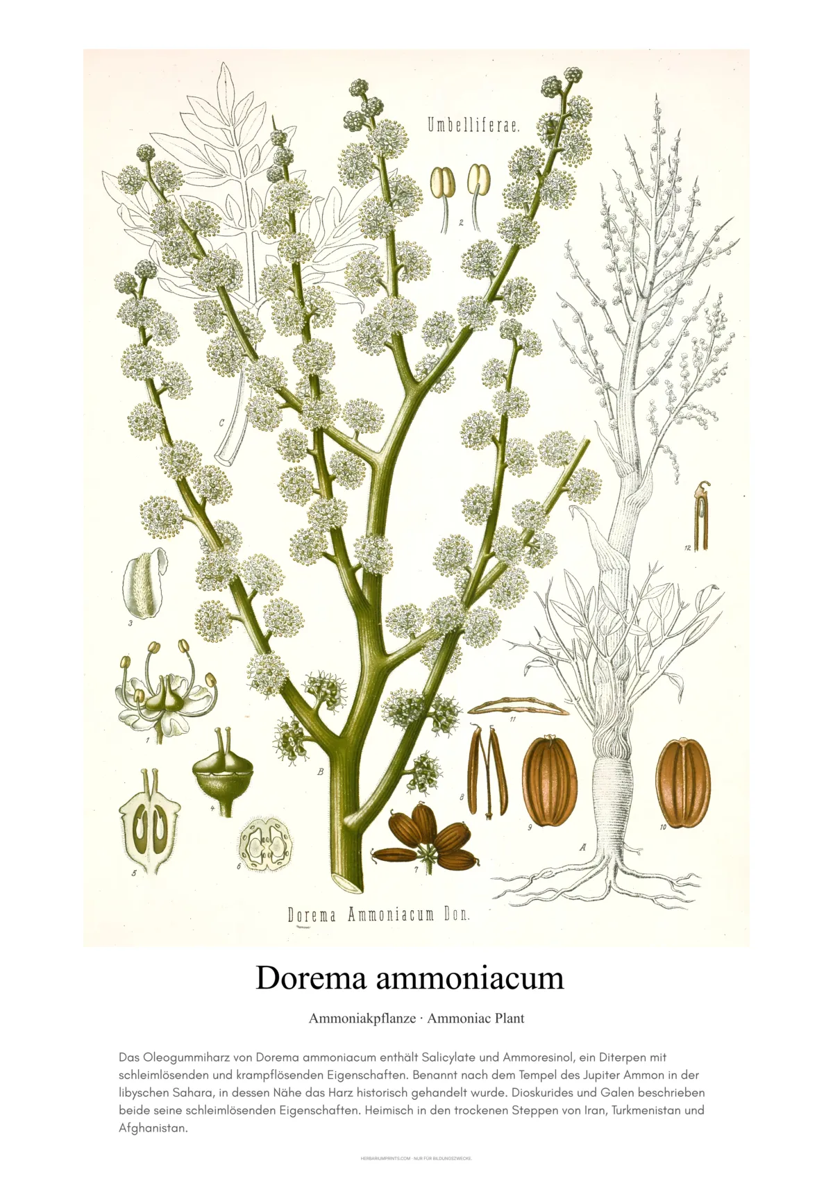 Dorema ammoniacum