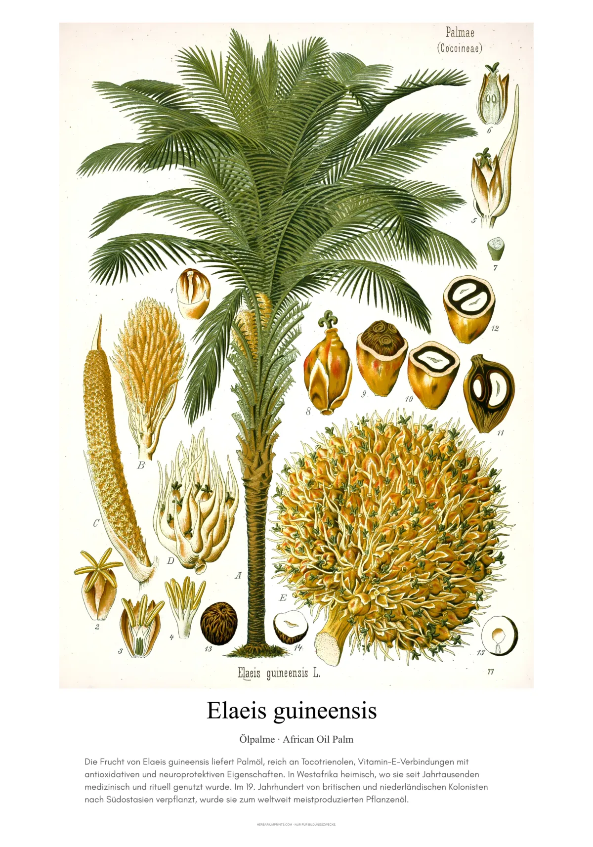 Elaeis guineensis