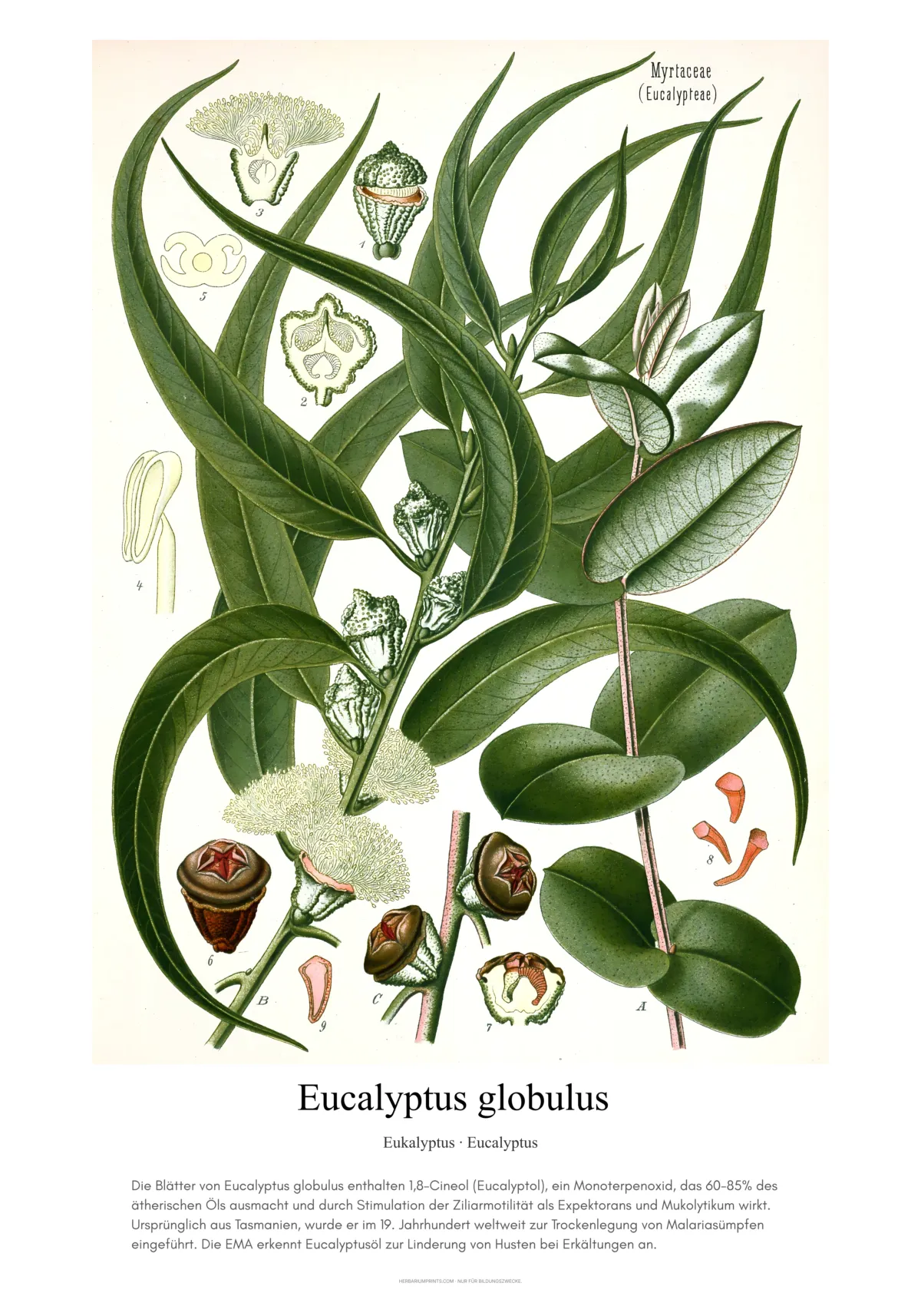 Eucalyptus globulus