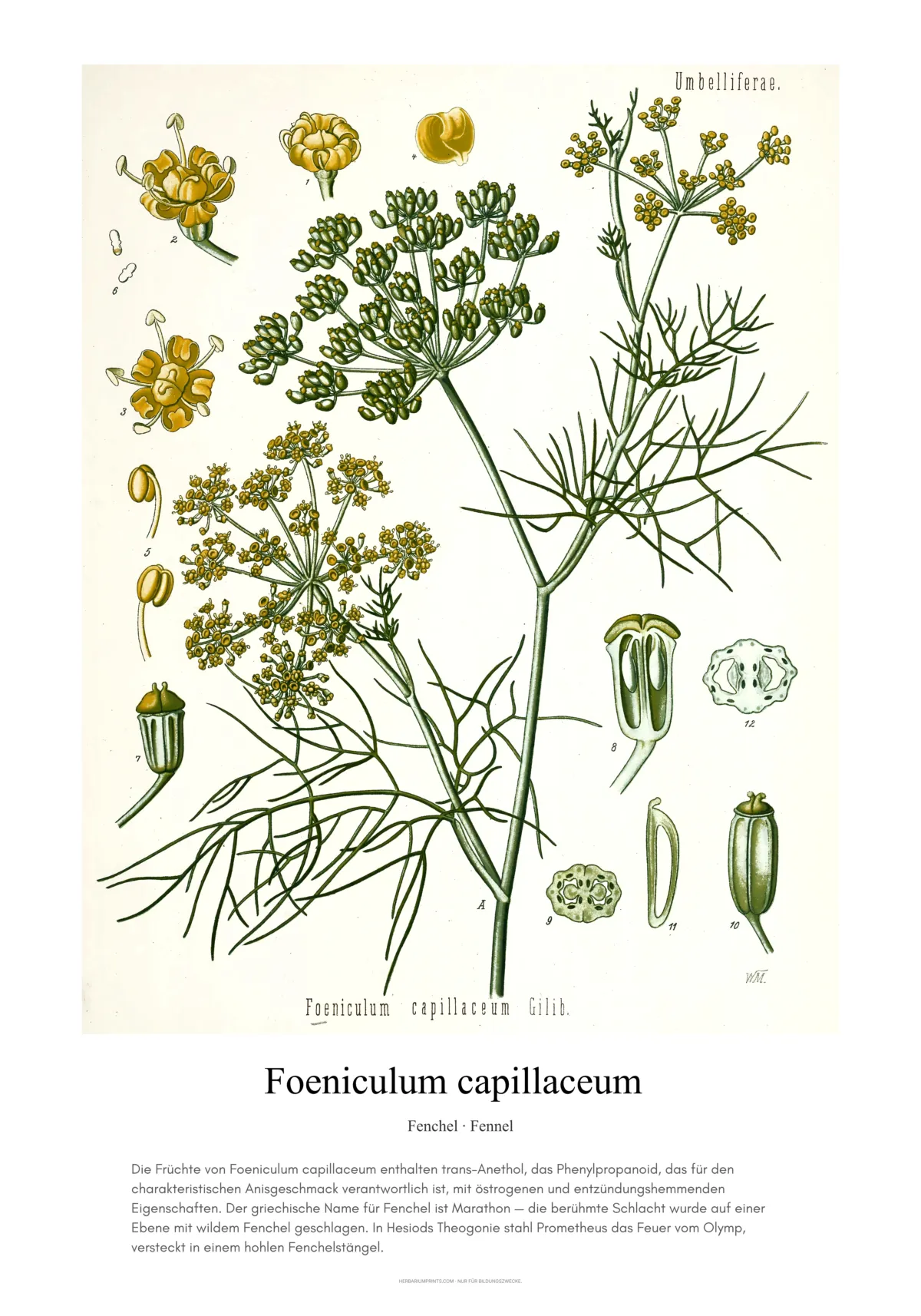 Foeniculum capillaceum