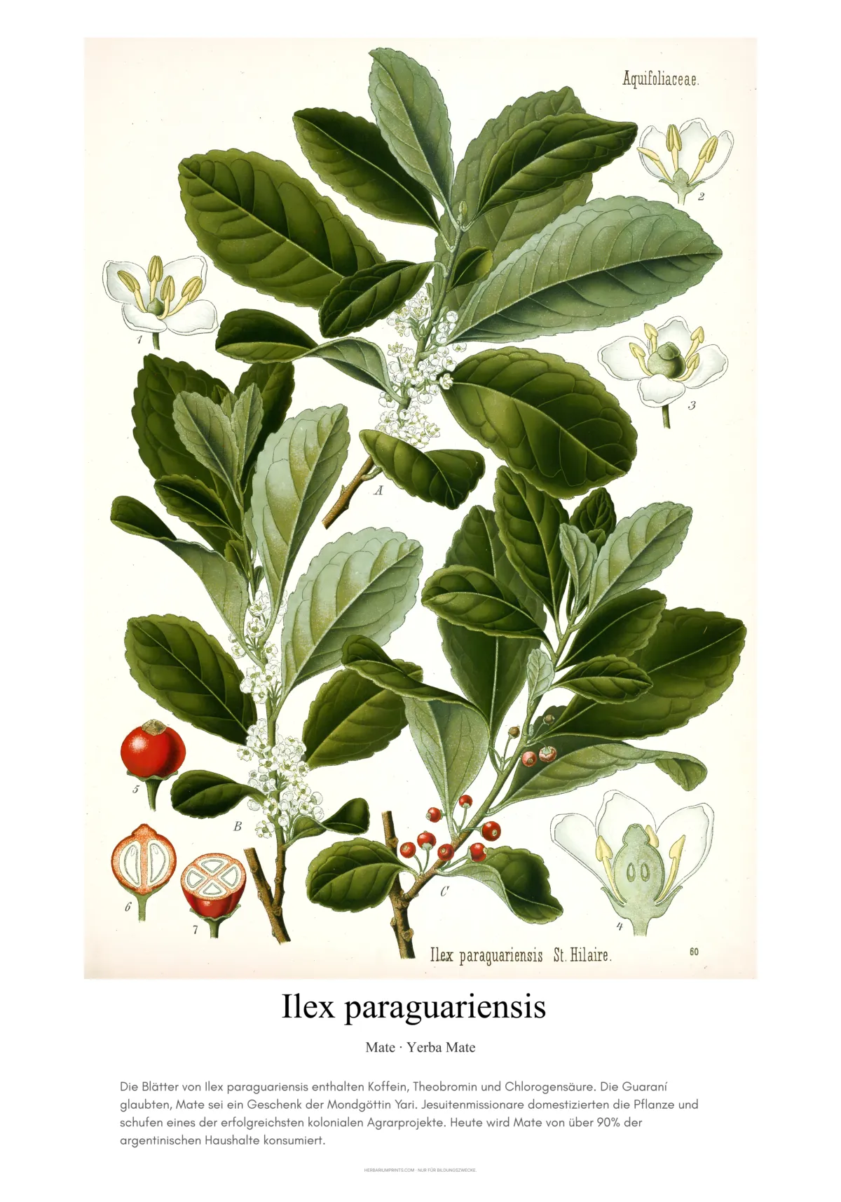 Ilex paraguariensis