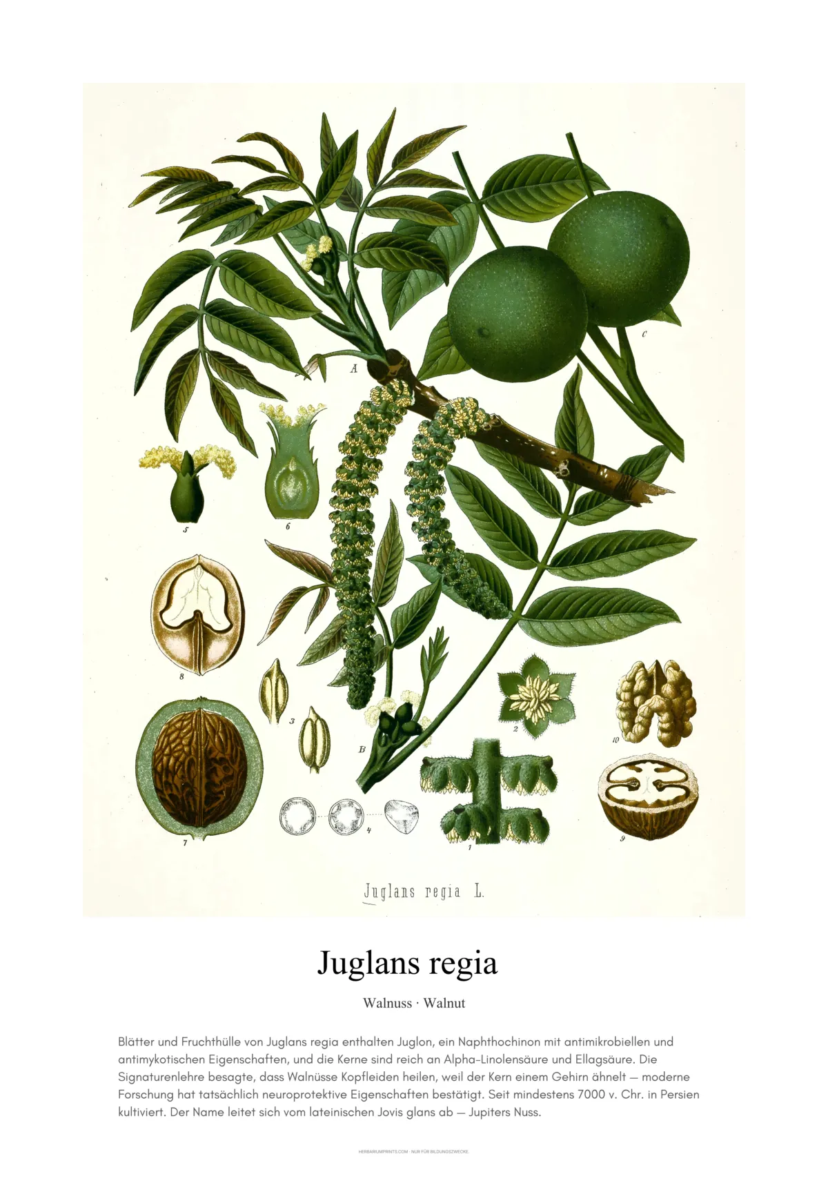 Juglans regia