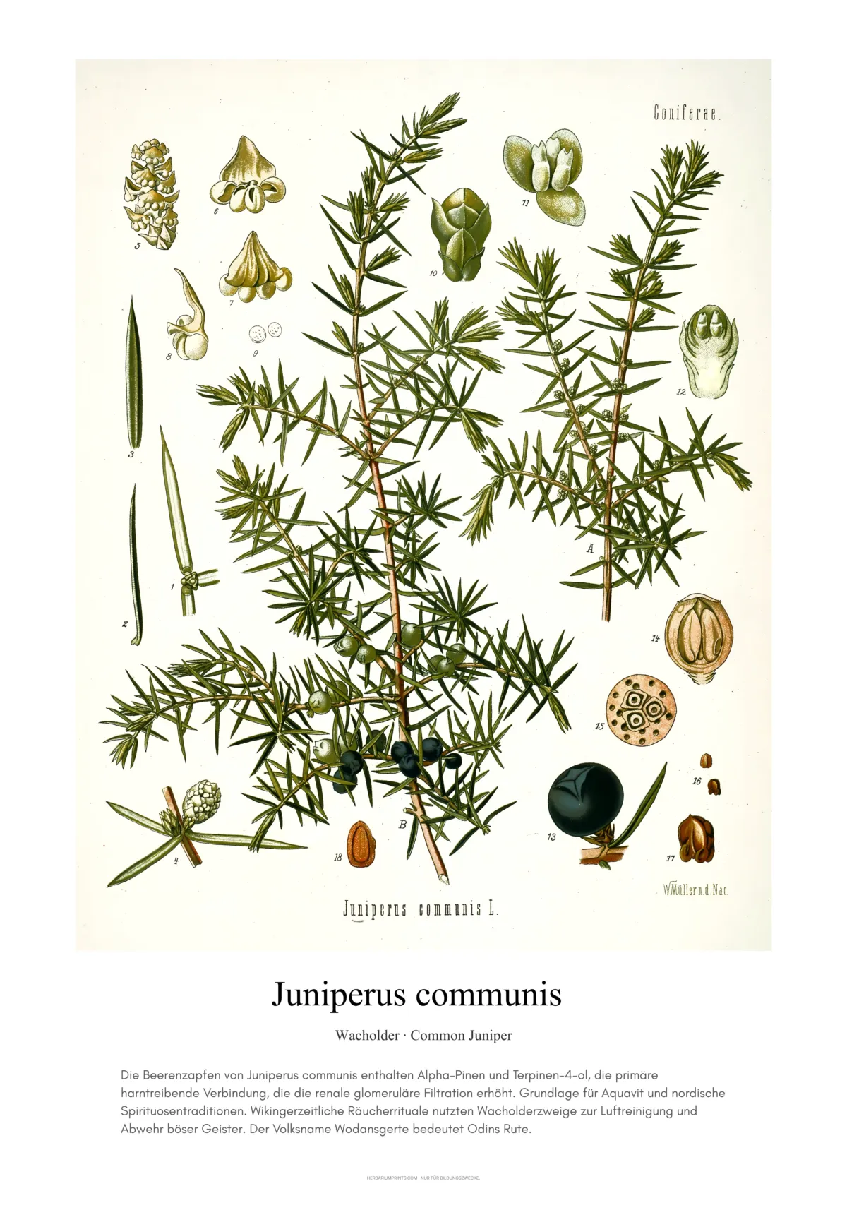 Juniperus communis