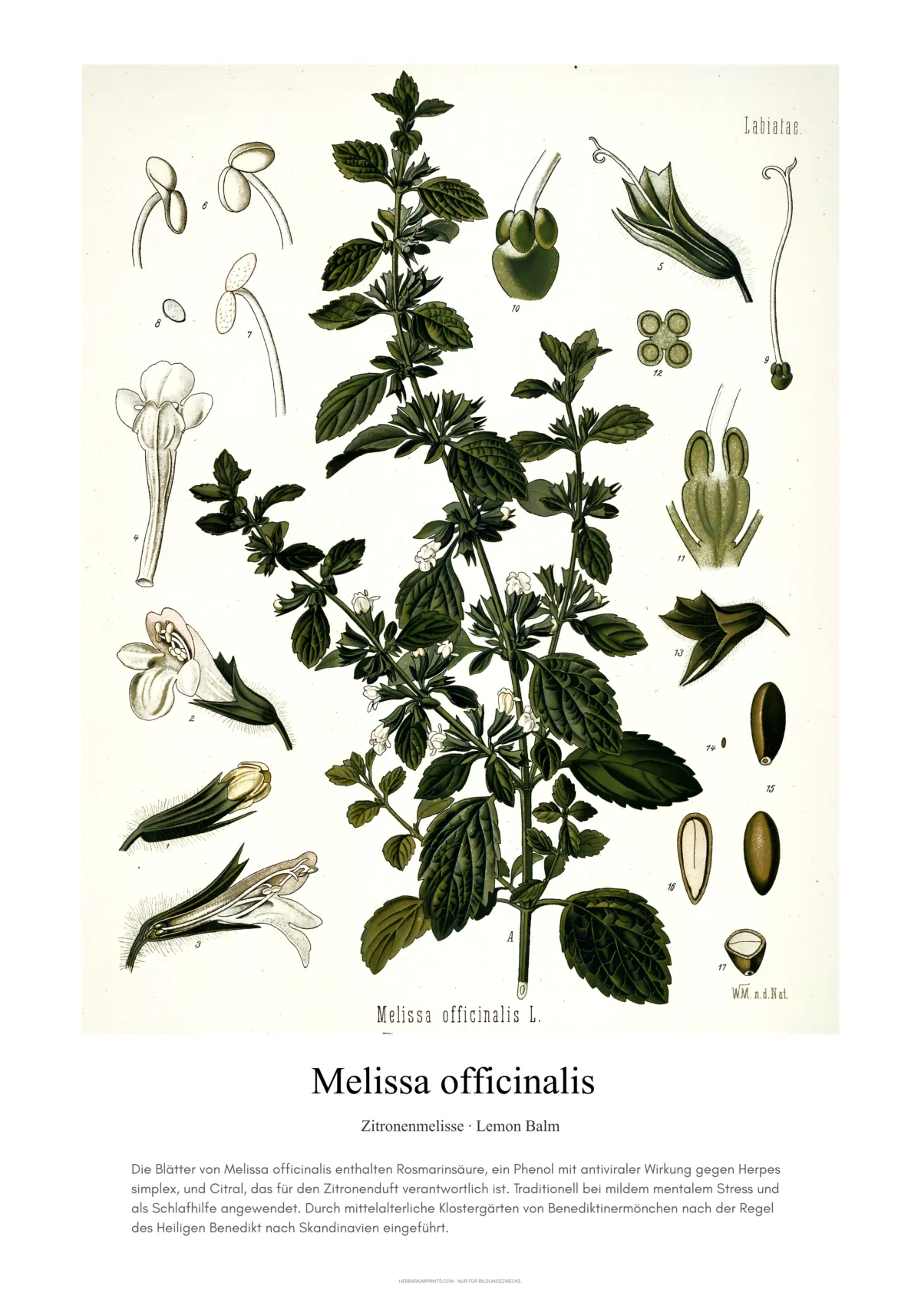 Melissa officinalis