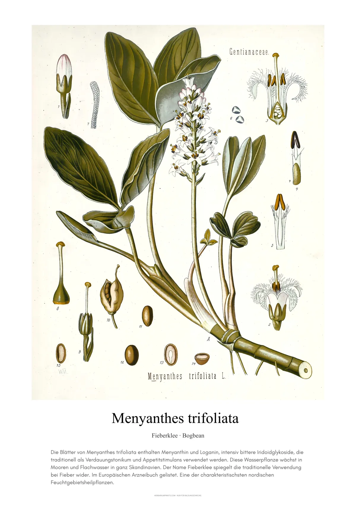 Menyanthes trifoliata