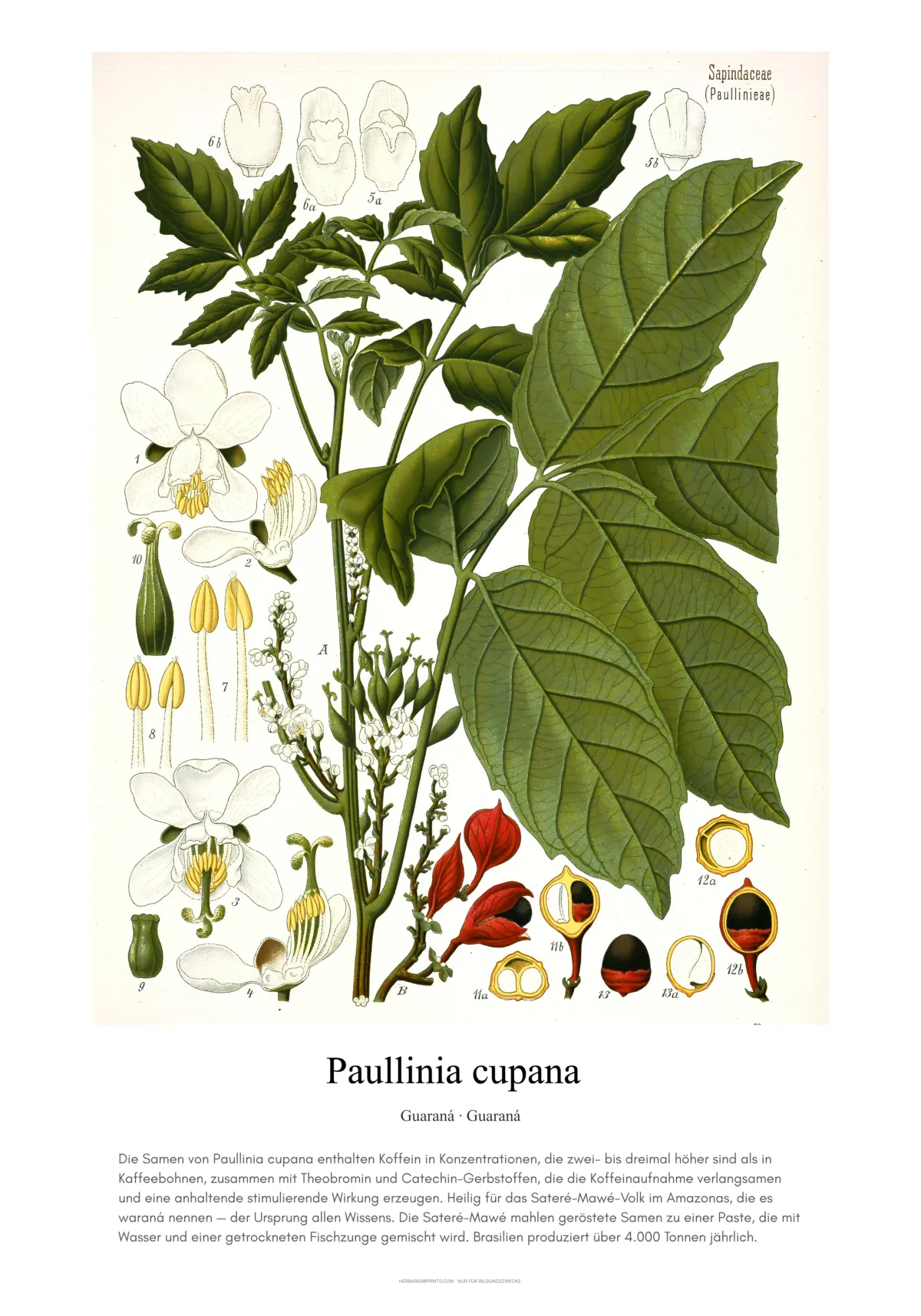 Paullinia cupana