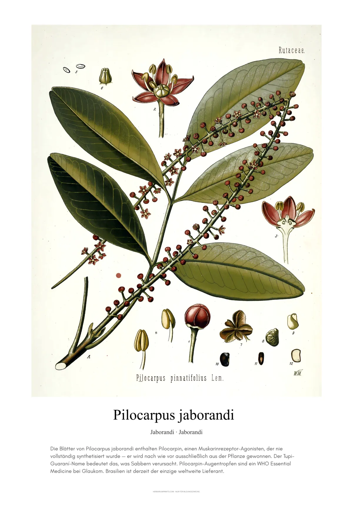 Pilocarpus jaborandi
